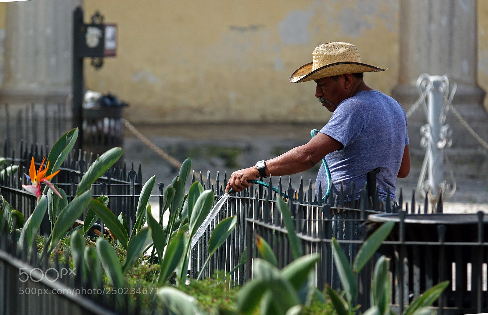 Sony Cyber-shot DSC-RX10 III sample photo. The humble gardener photography