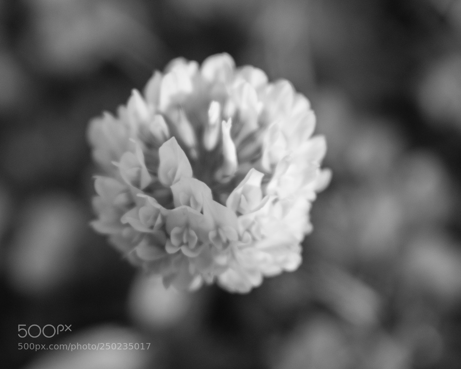 Nikon D3400 sample photo. Clover photography
