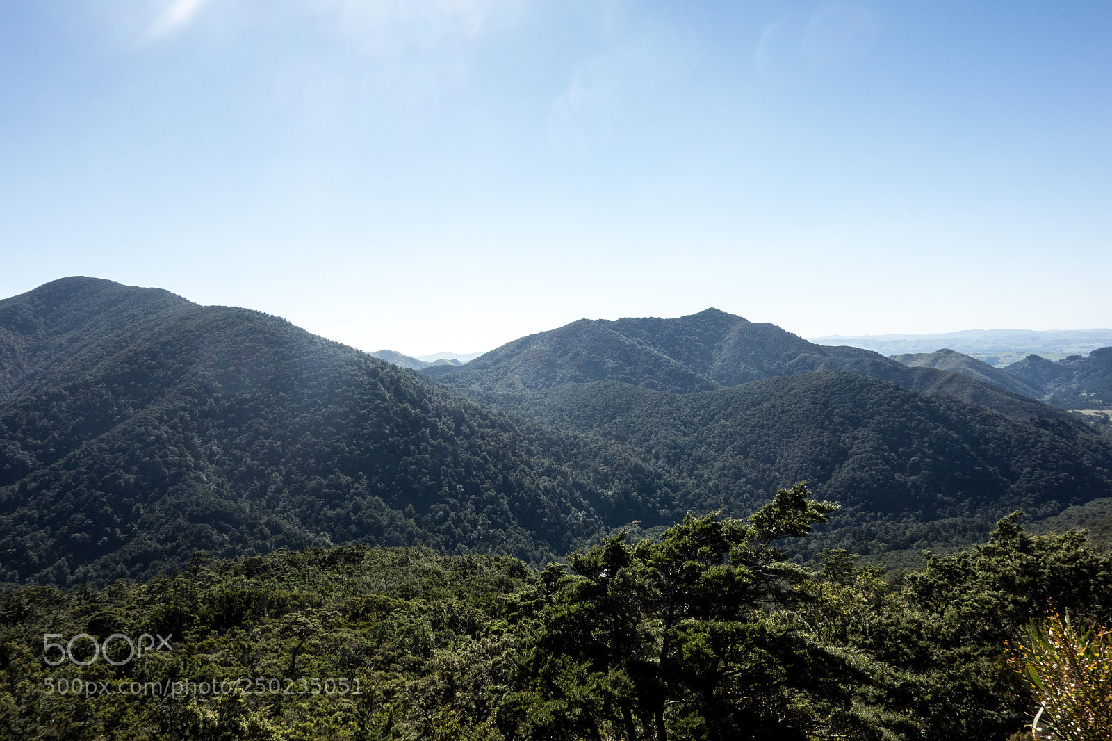 Sony Cyber-shot DSC-RX100 sample photo. Tararua forest photography