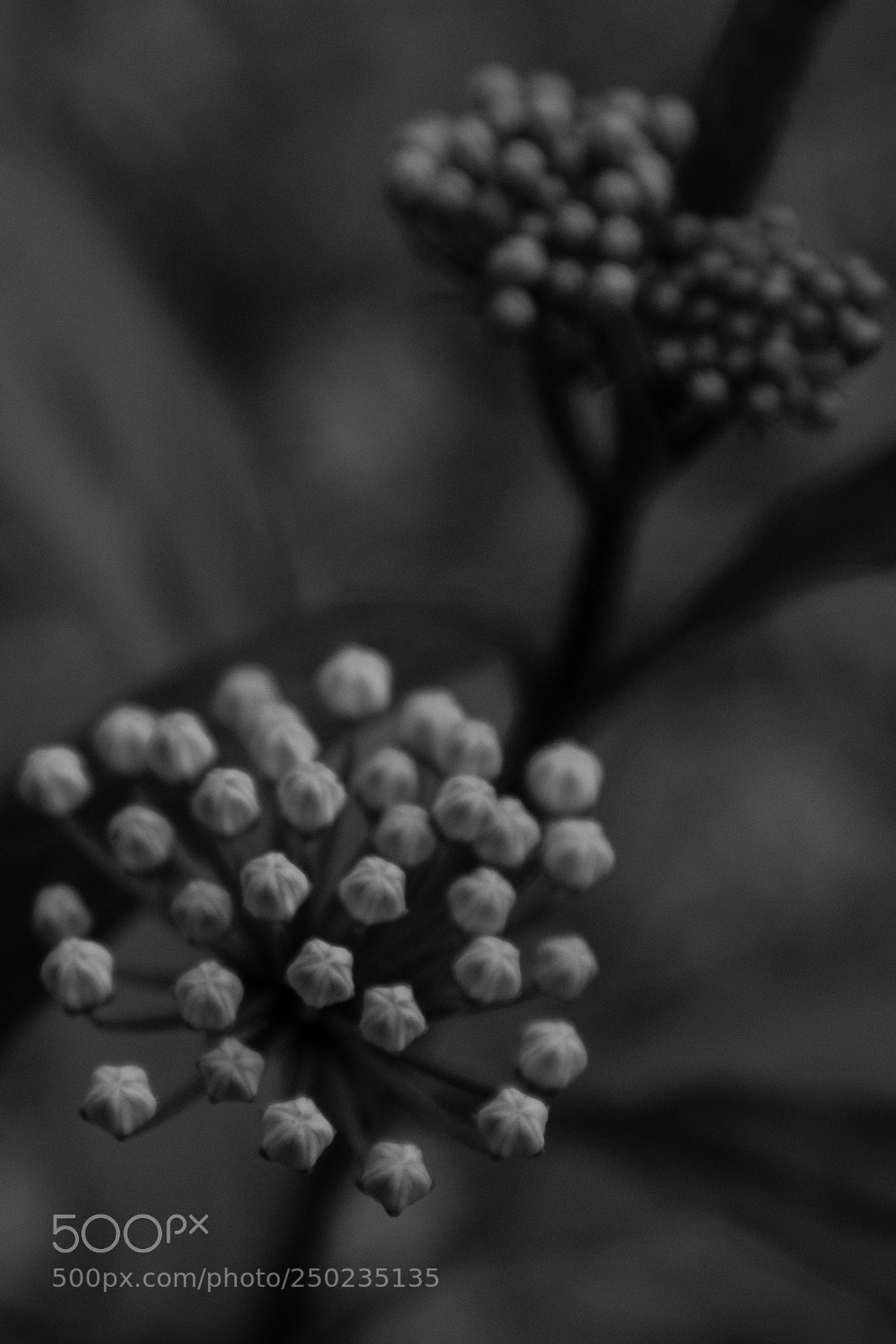 Nikon D3400 sample photo. Milkweed photography