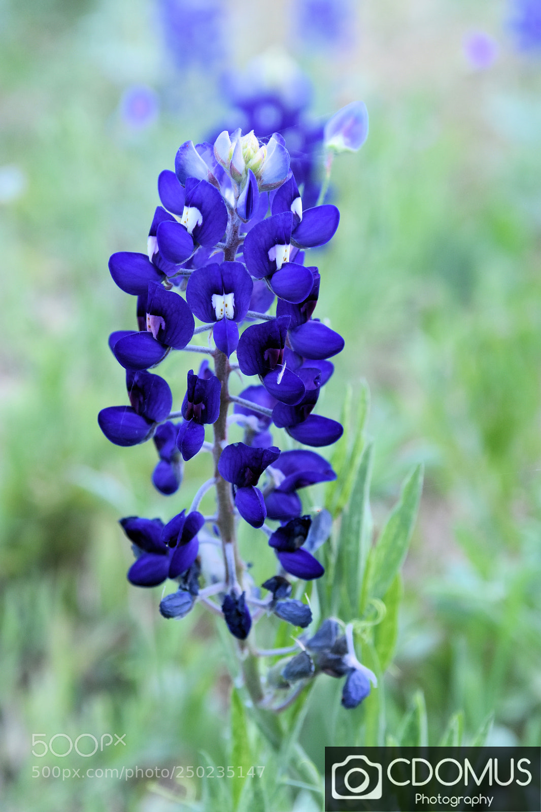 Nikon D7200 sample photo. Texas bluebonnet photography
