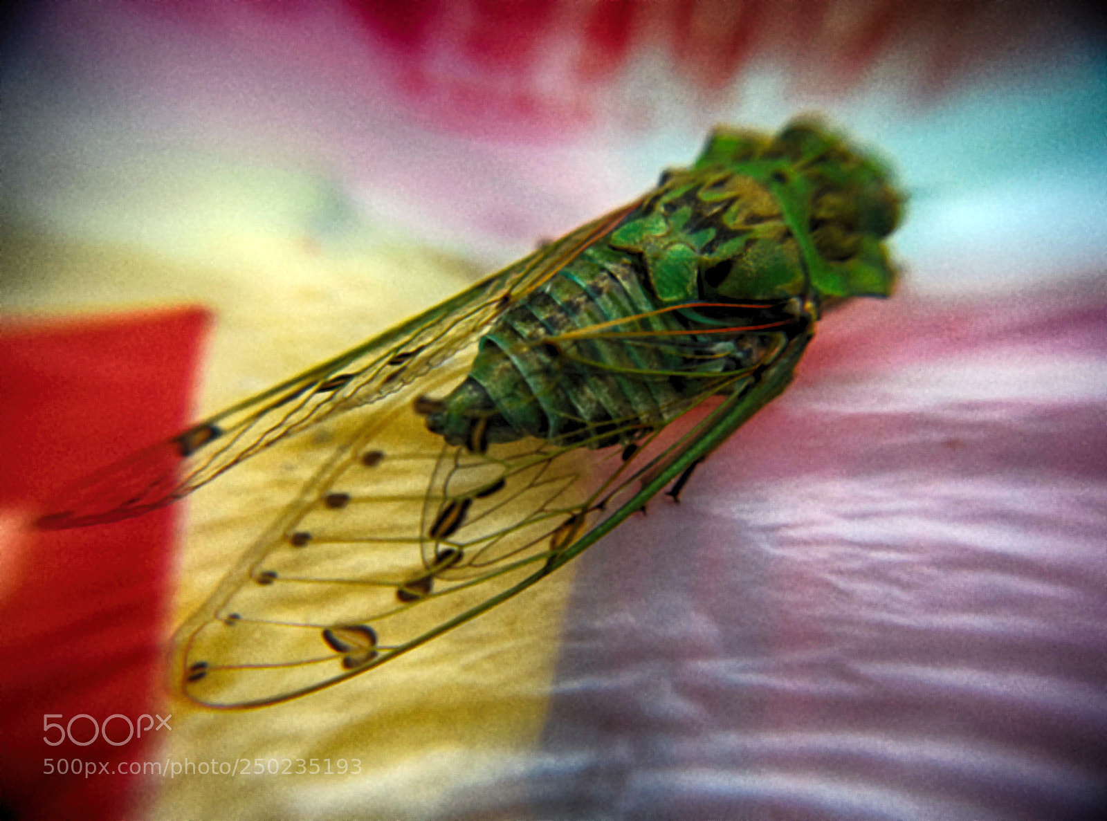 Nikon D5300 sample photo. A cigarra... photography