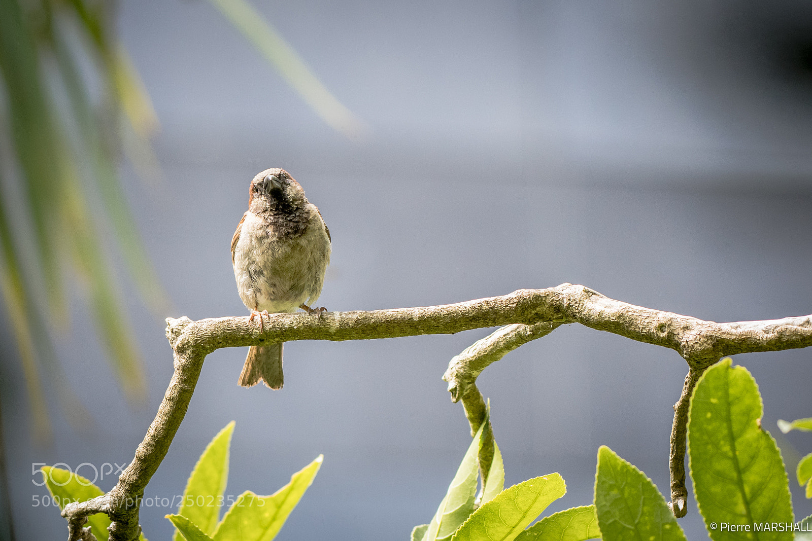 Nikon D500 sample photo. I see you photography
