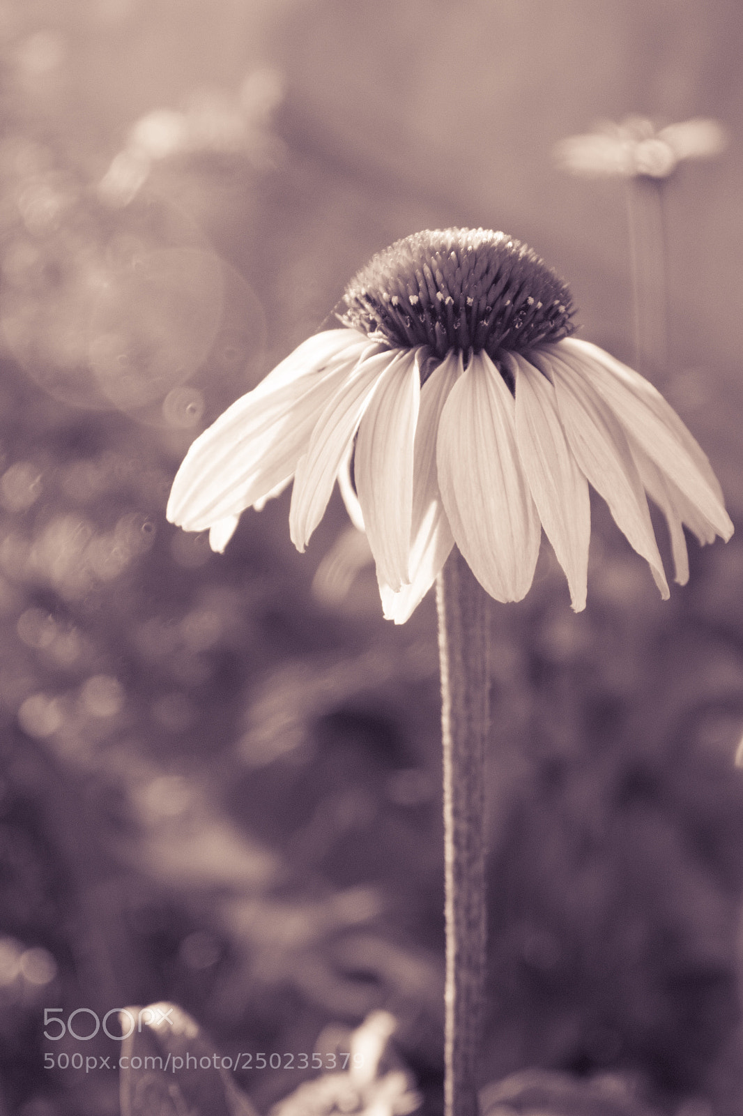 Nikon D3400 sample photo. Purple coneflower photography