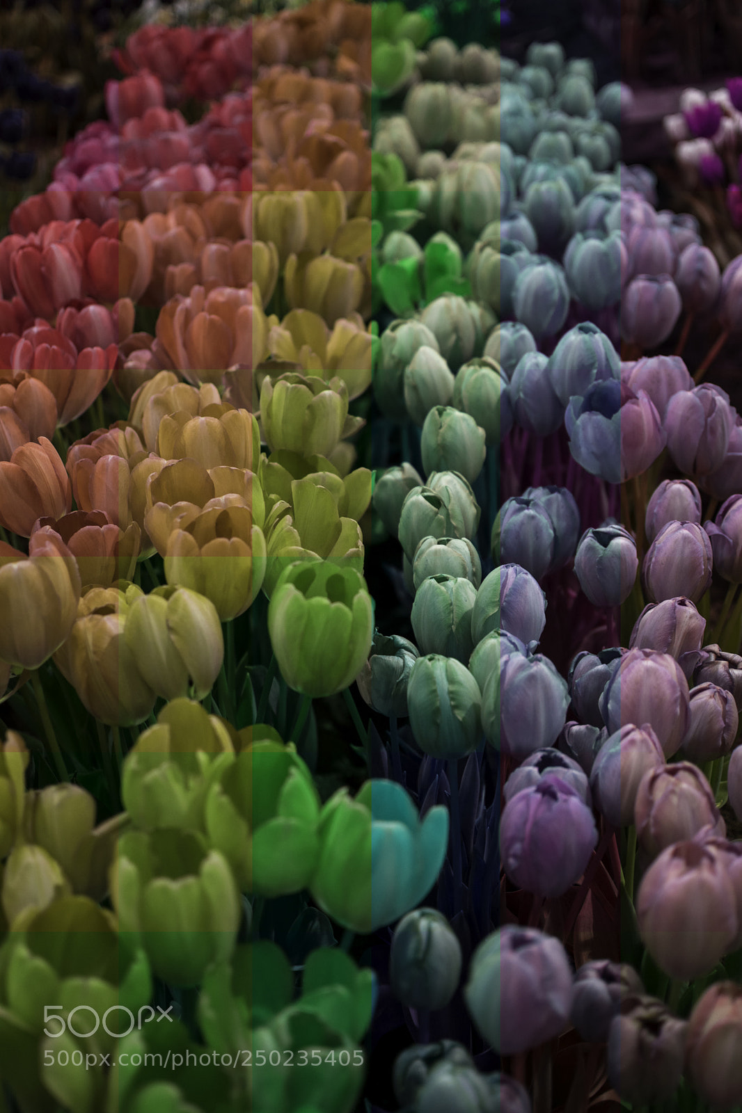 Nikon D5500 sample photo. Rainbow flowers hue tool photography