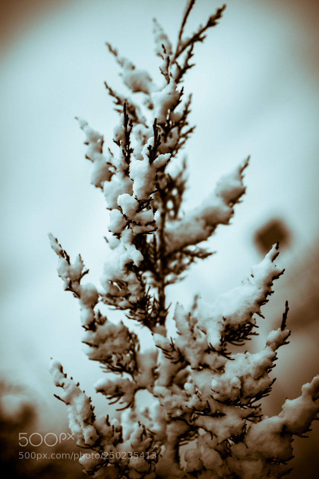 Nikon D5500 sample photo. Snow tree split toning photography