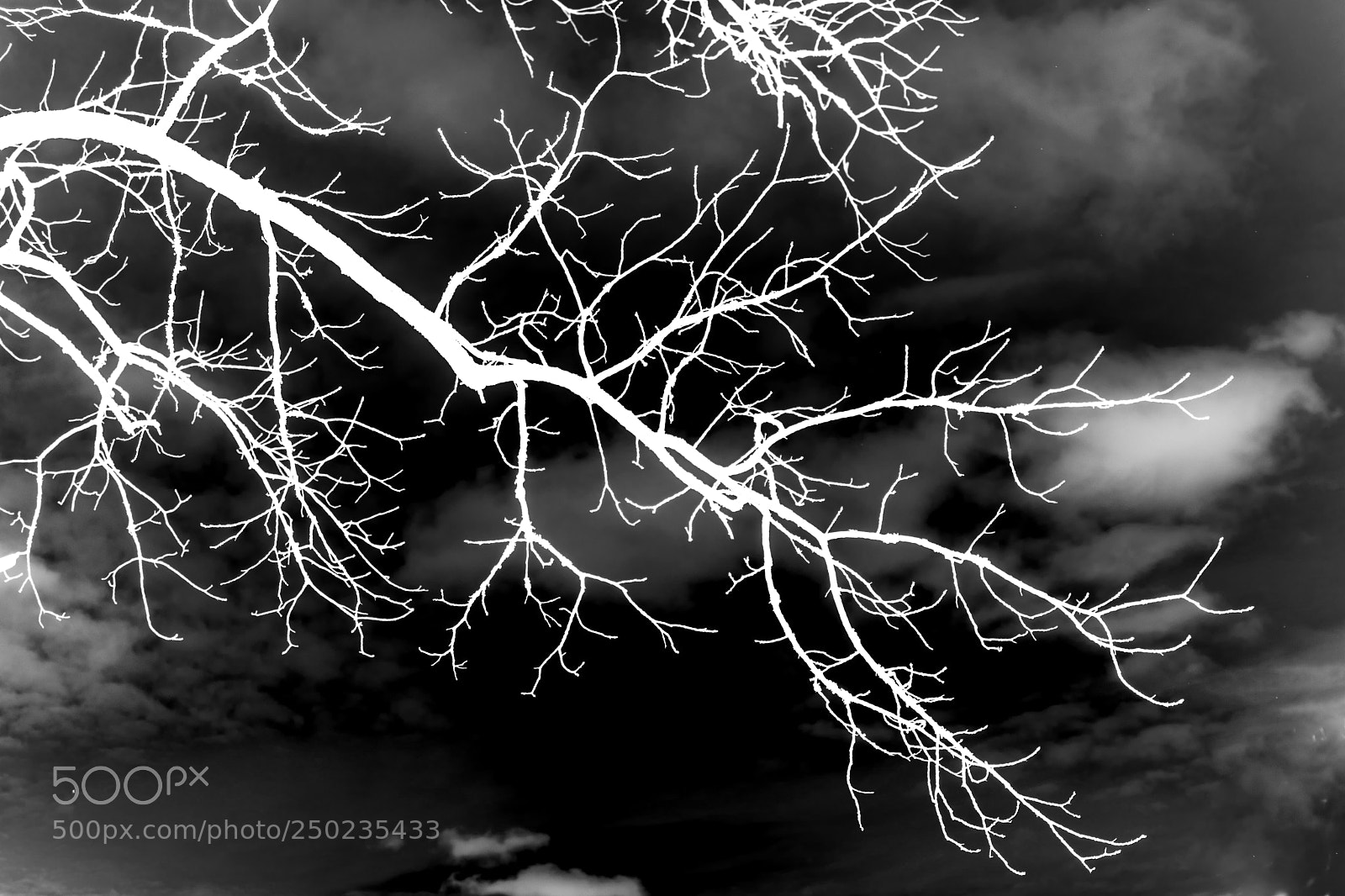 Nikon D5500 sample photo. Invert tree lightning photography