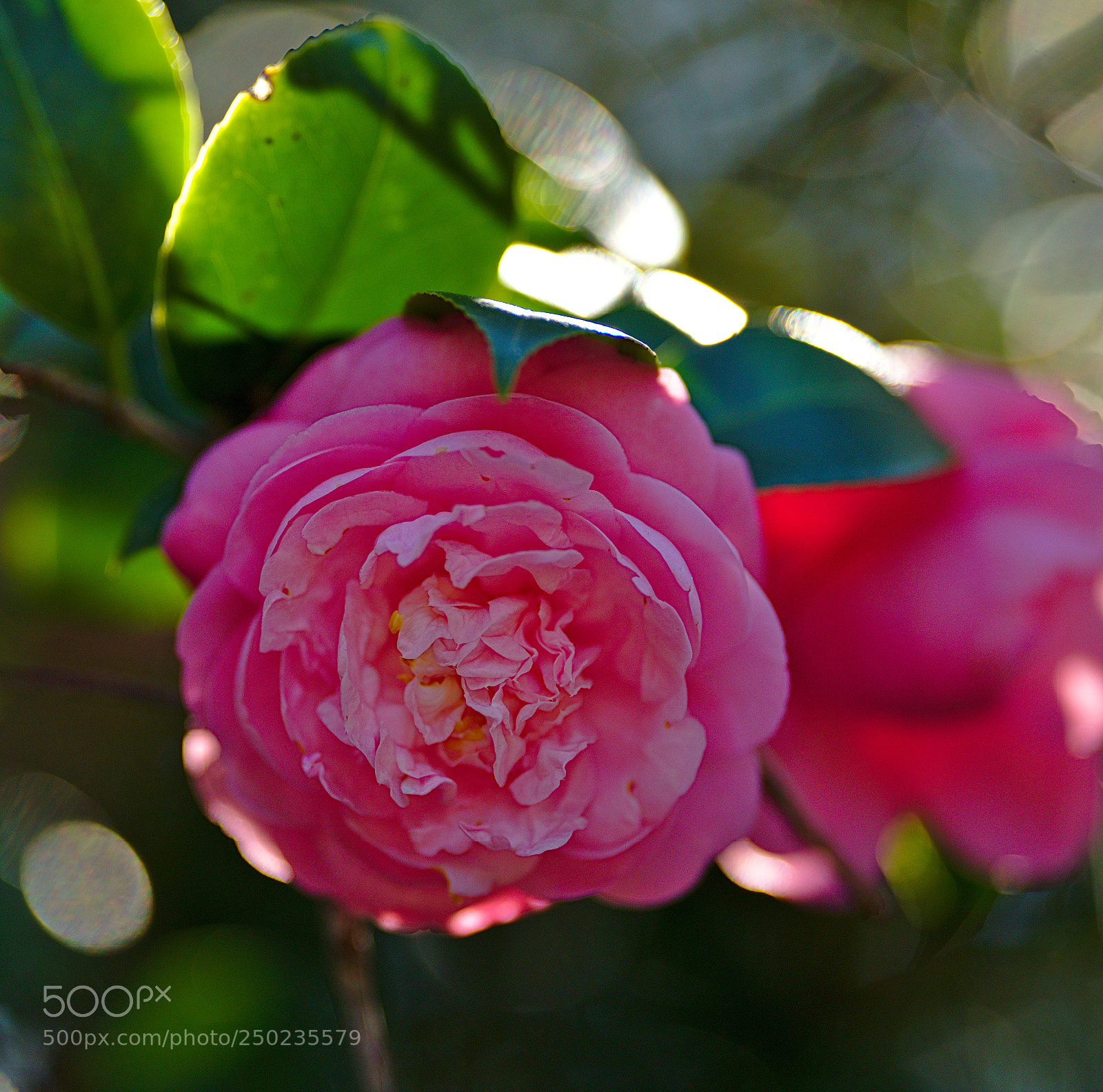 Nikon D810 sample photo. "cameo pink" / camellia japonica photography