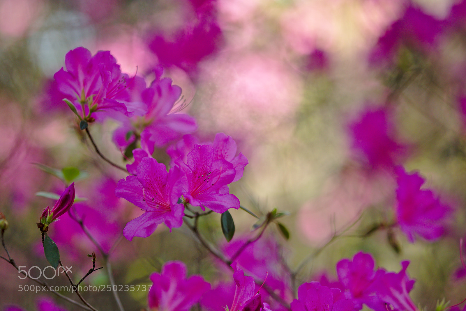 Nikon D810 sample photo. Pink flowering bush photography