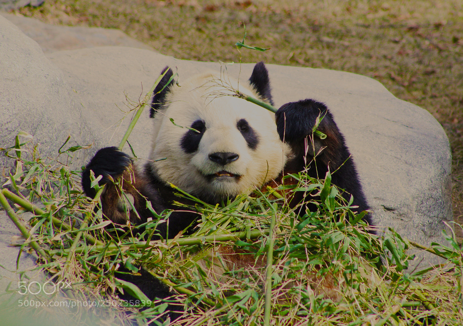 Canon EOS 1200D (EOS Rebel T5 / EOS Kiss X70 / EOS Hi) sample photo. Giant panda in the photography