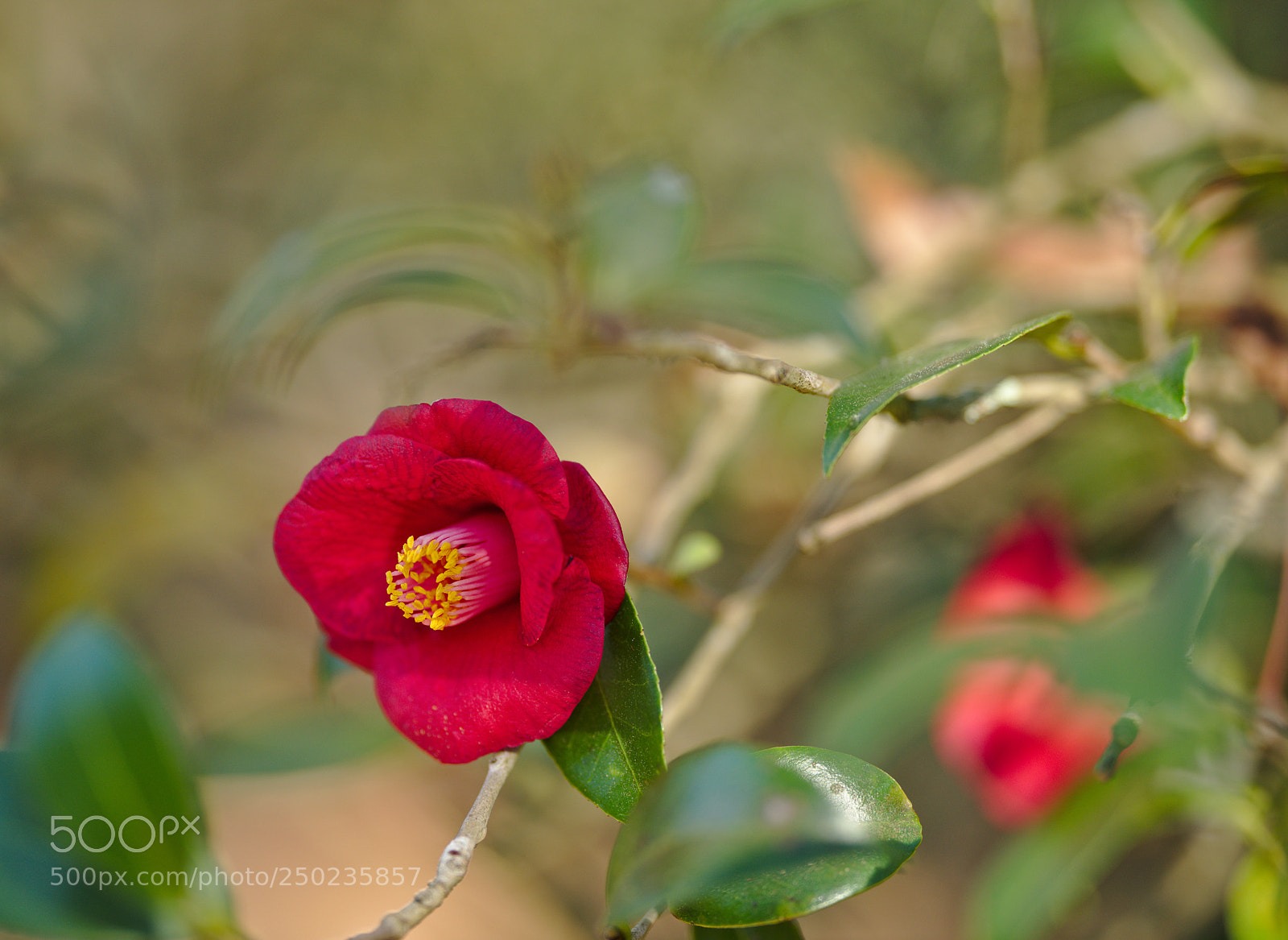 Nikon D810 sample photo. Camellia purpurea photography