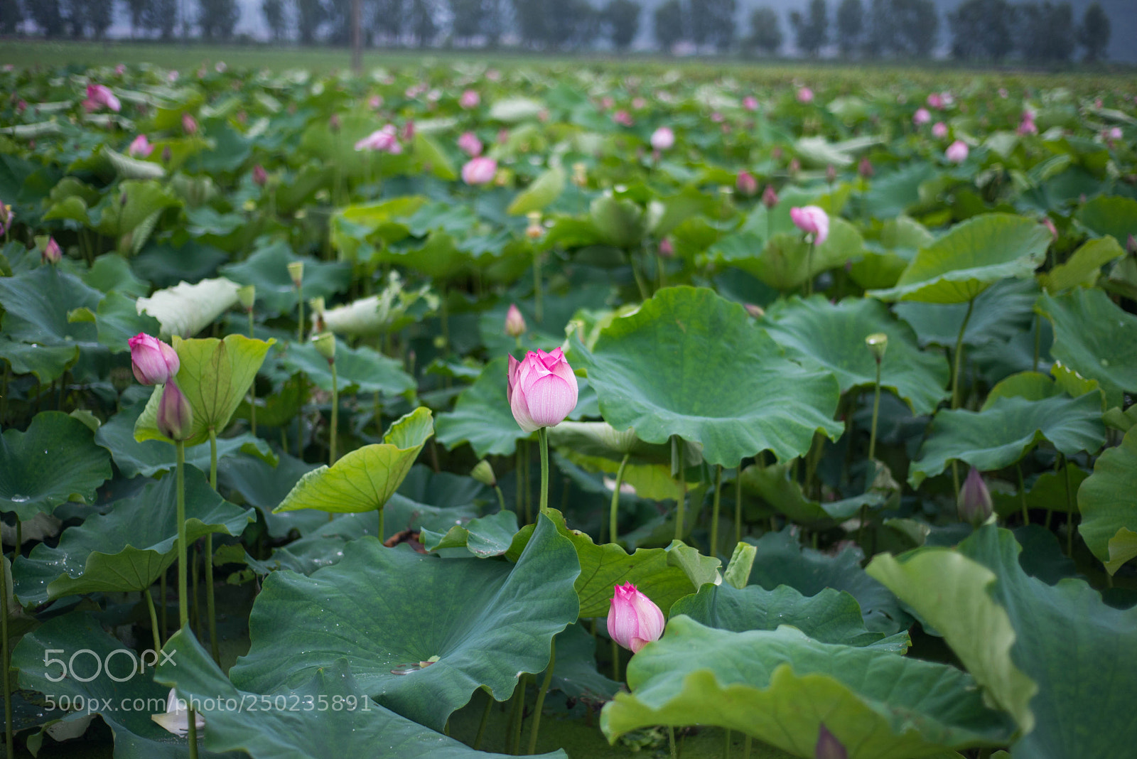 Nikon D610 sample photo. Untitled photography