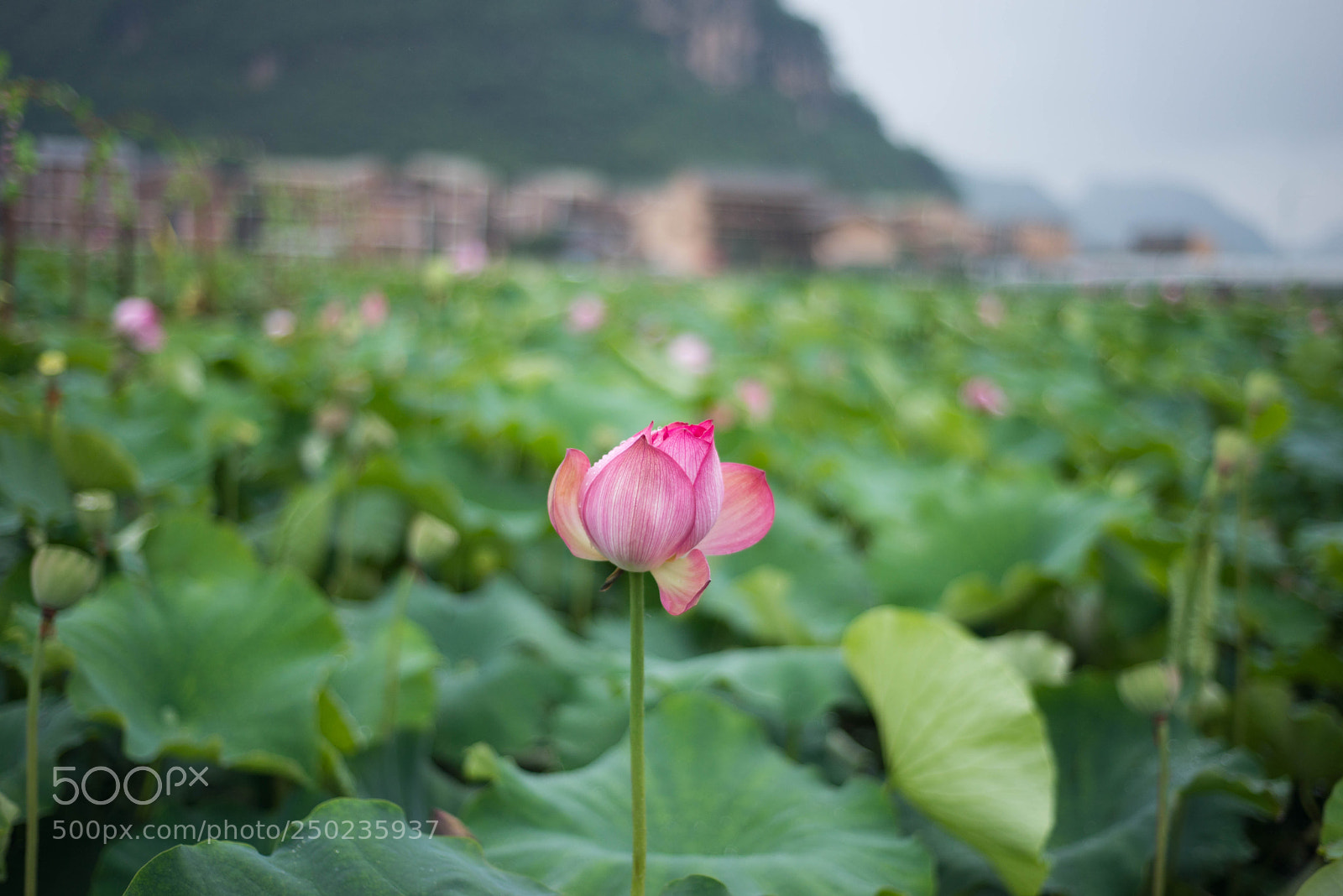 Nikon D610 sample photo. Untitled photography