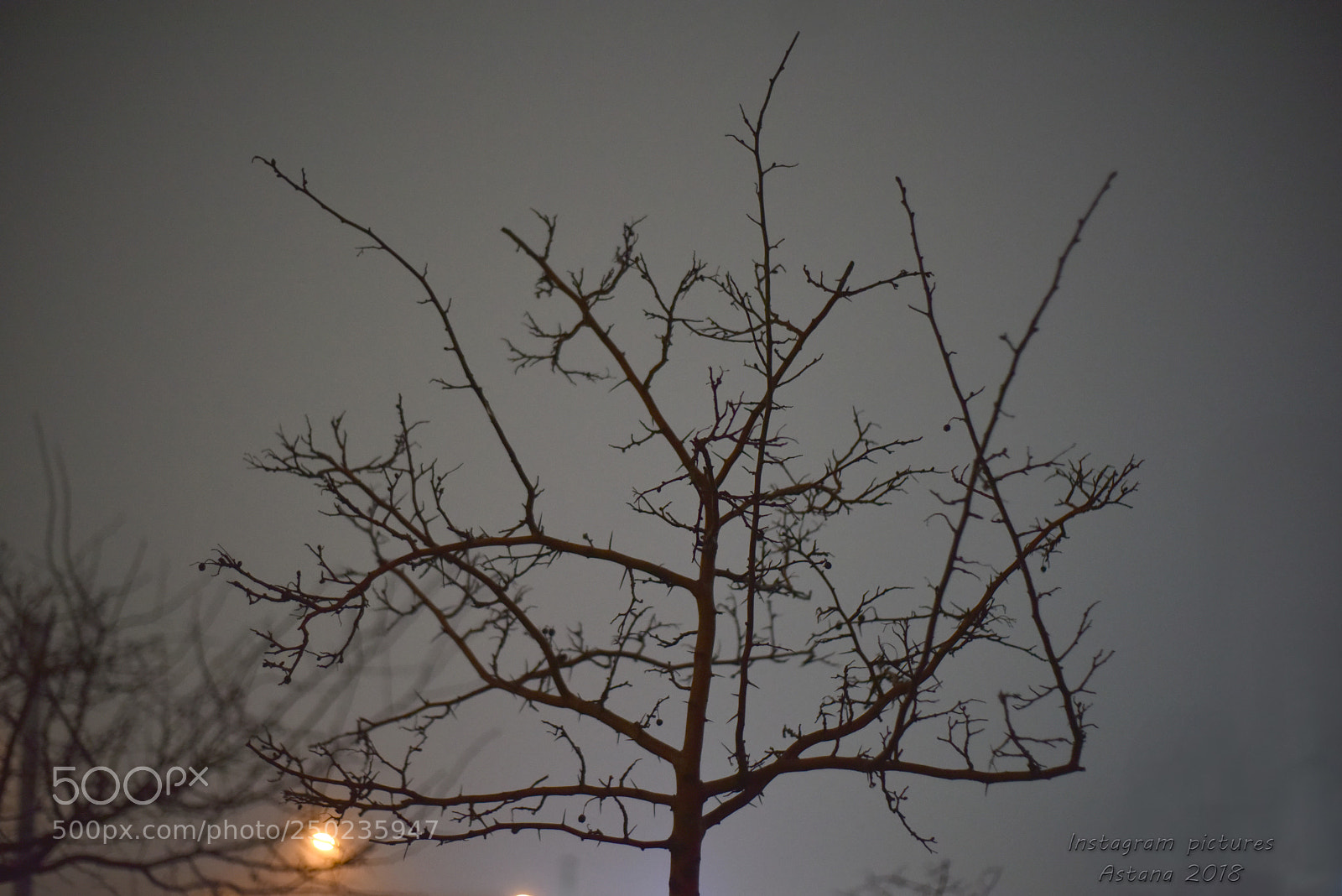 Nikon D810 sample photo. Liberal tree photography