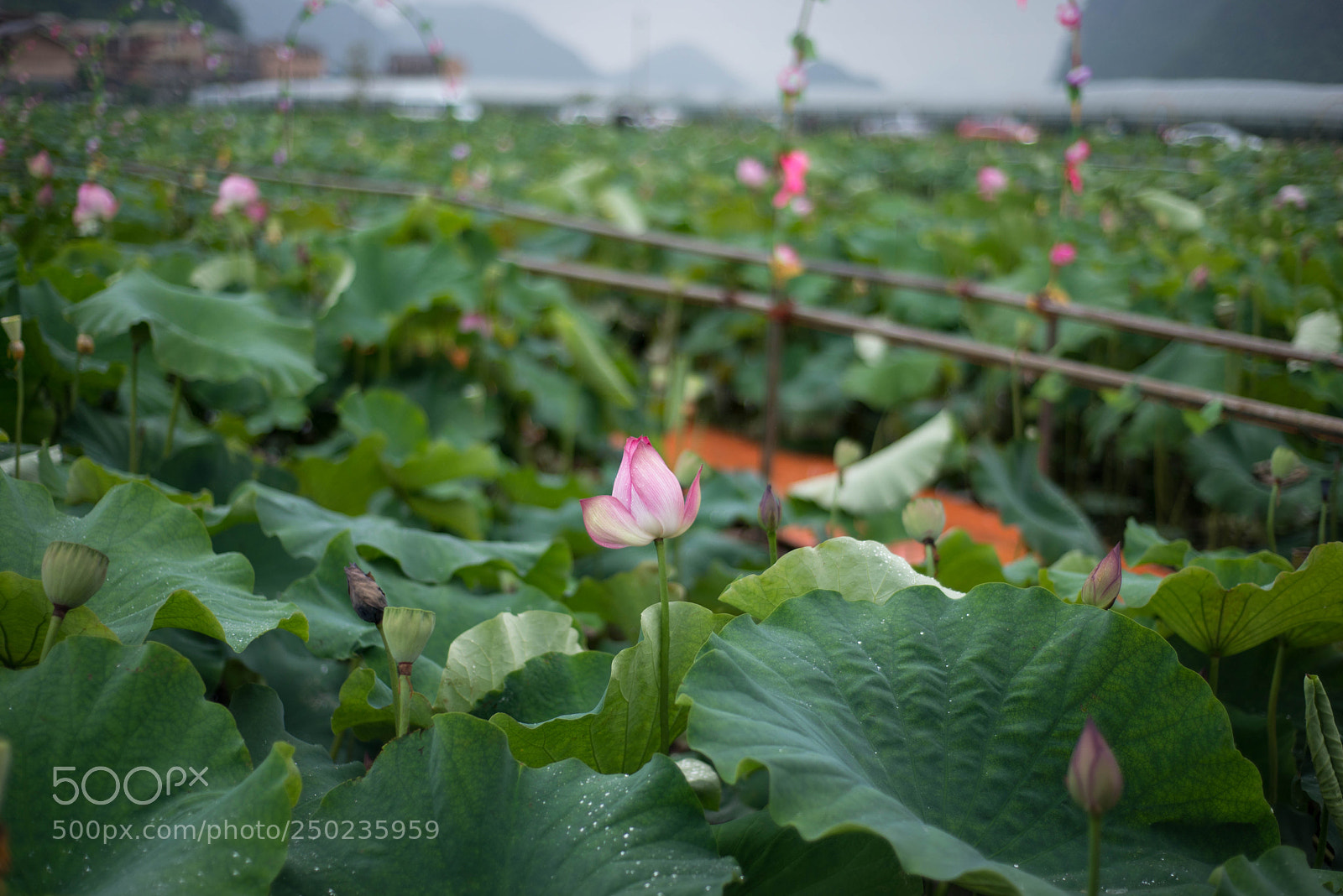 Nikon D610 sample photo. Untitled photography