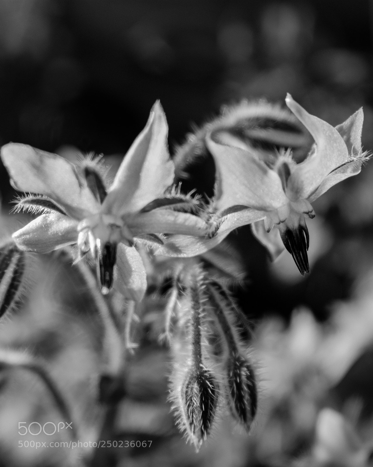 Nikon D3400 sample photo. Borage photography