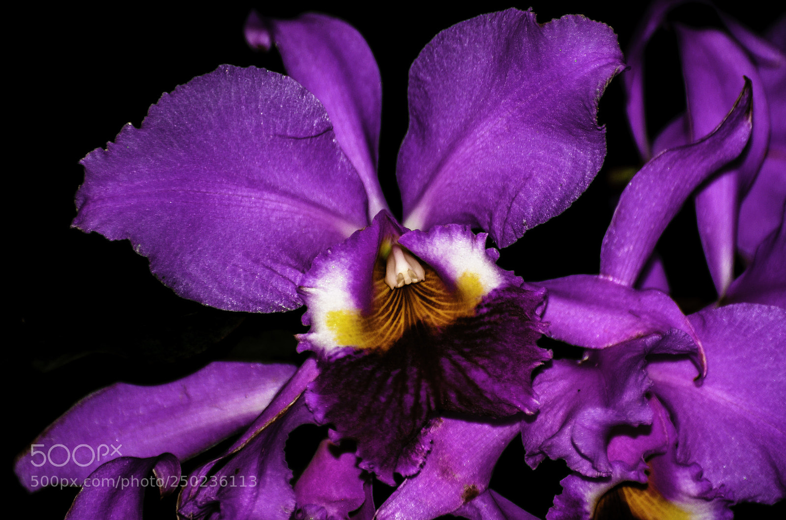 Nikon D7000 sample photo. Orchid photography