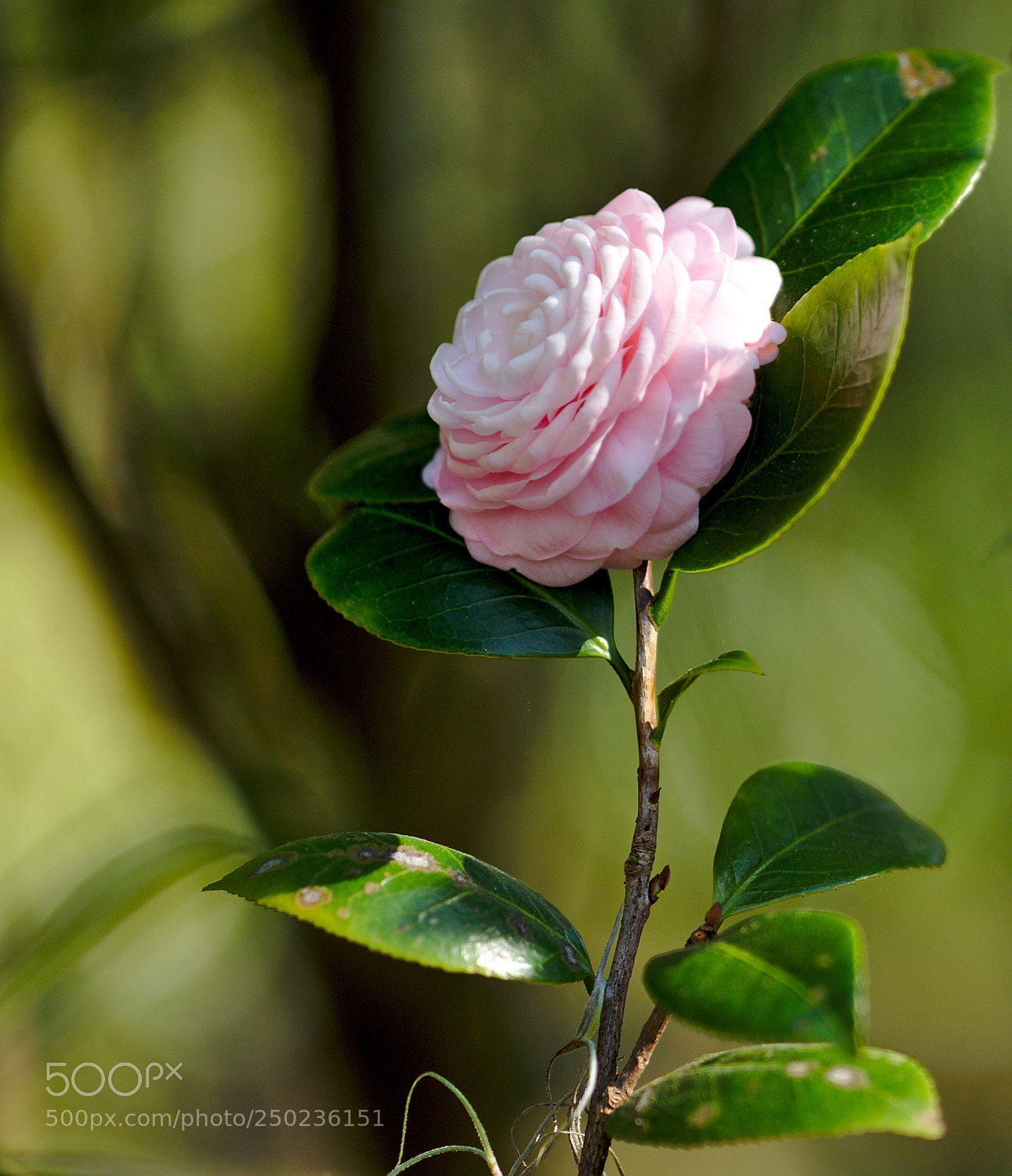 Nikon D810 sample photo. "pink perfection" / camellia japonica photography