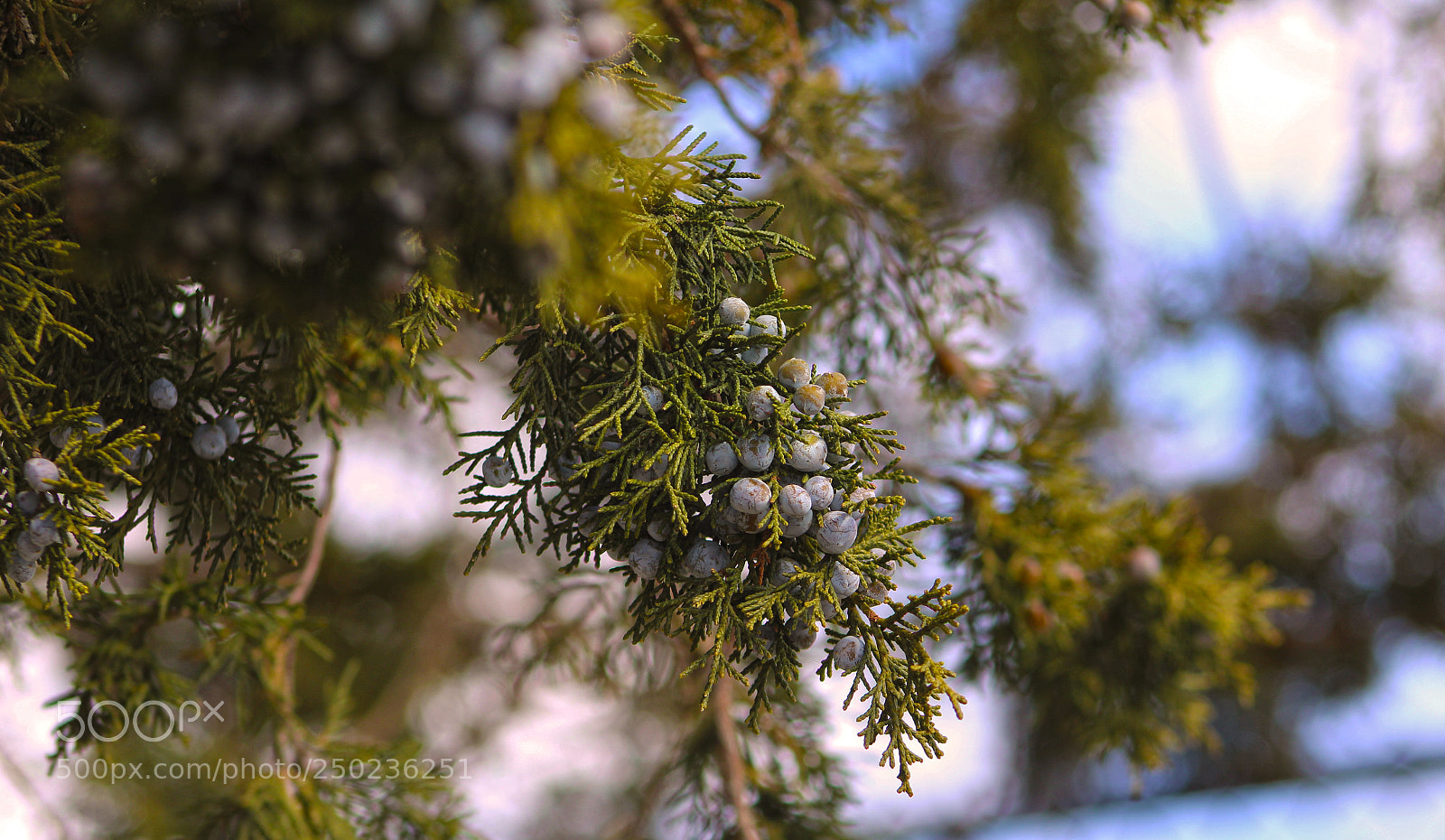 Canon EOS 1200D (EOS Rebel T5 / EOS Kiss X70 / EOS Hi) sample photo. Signs of spring!! photography