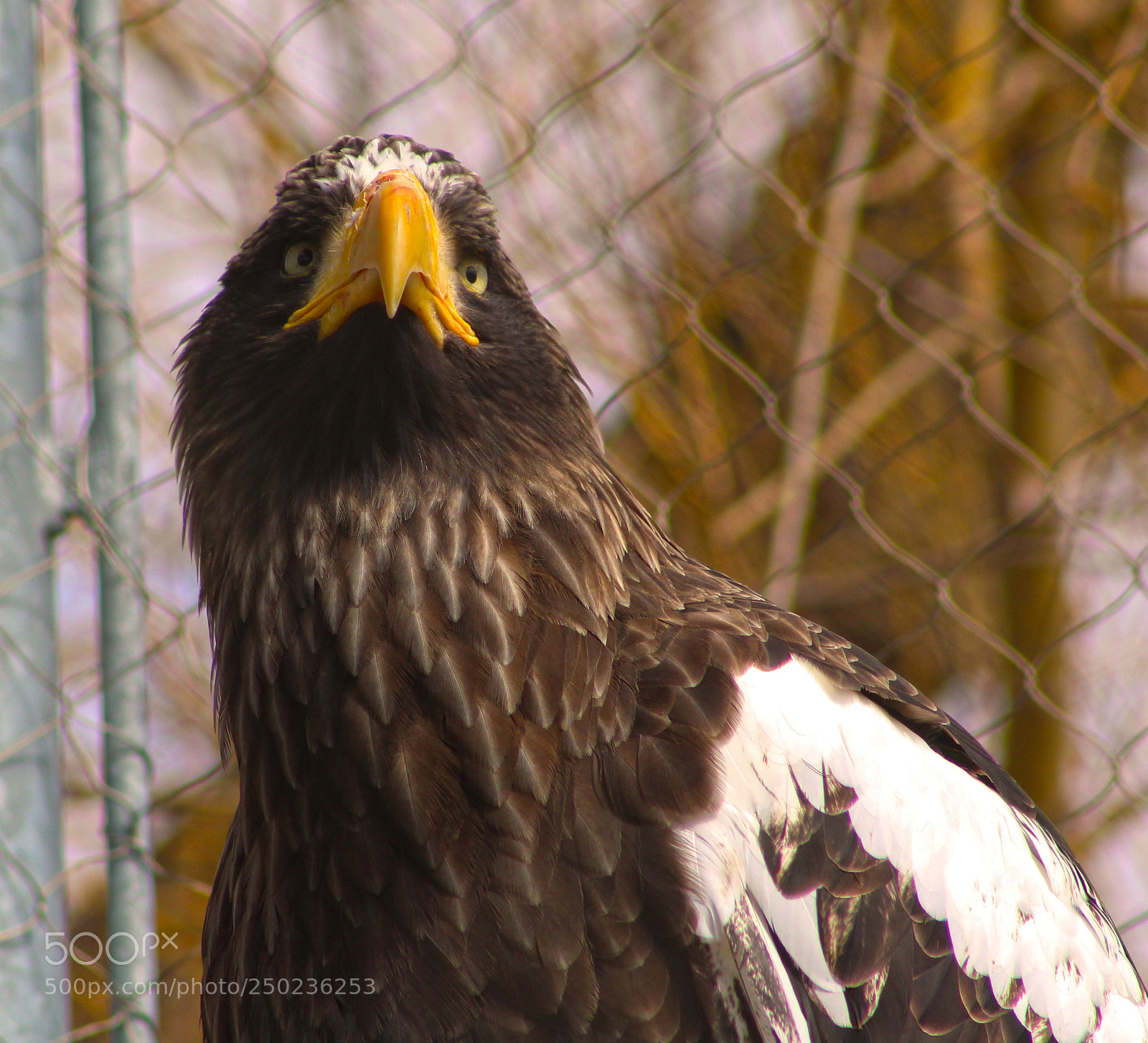 Canon EOS 1200D (EOS Rebel T5 / EOS Kiss X70 / EOS Hi) sample photo. Beautiful eagle photography