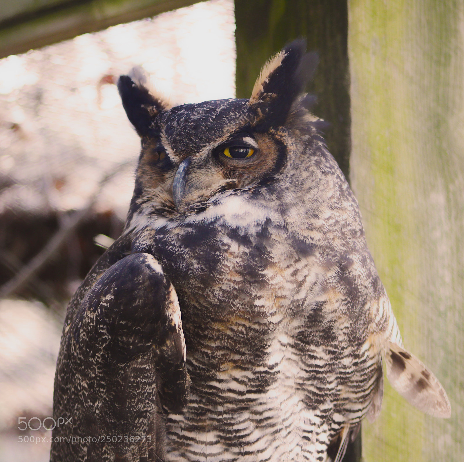 Canon EOS 1200D (EOS Rebel T5 / EOS Kiss X70 / EOS Hi) sample photo. Great horned owl photography
