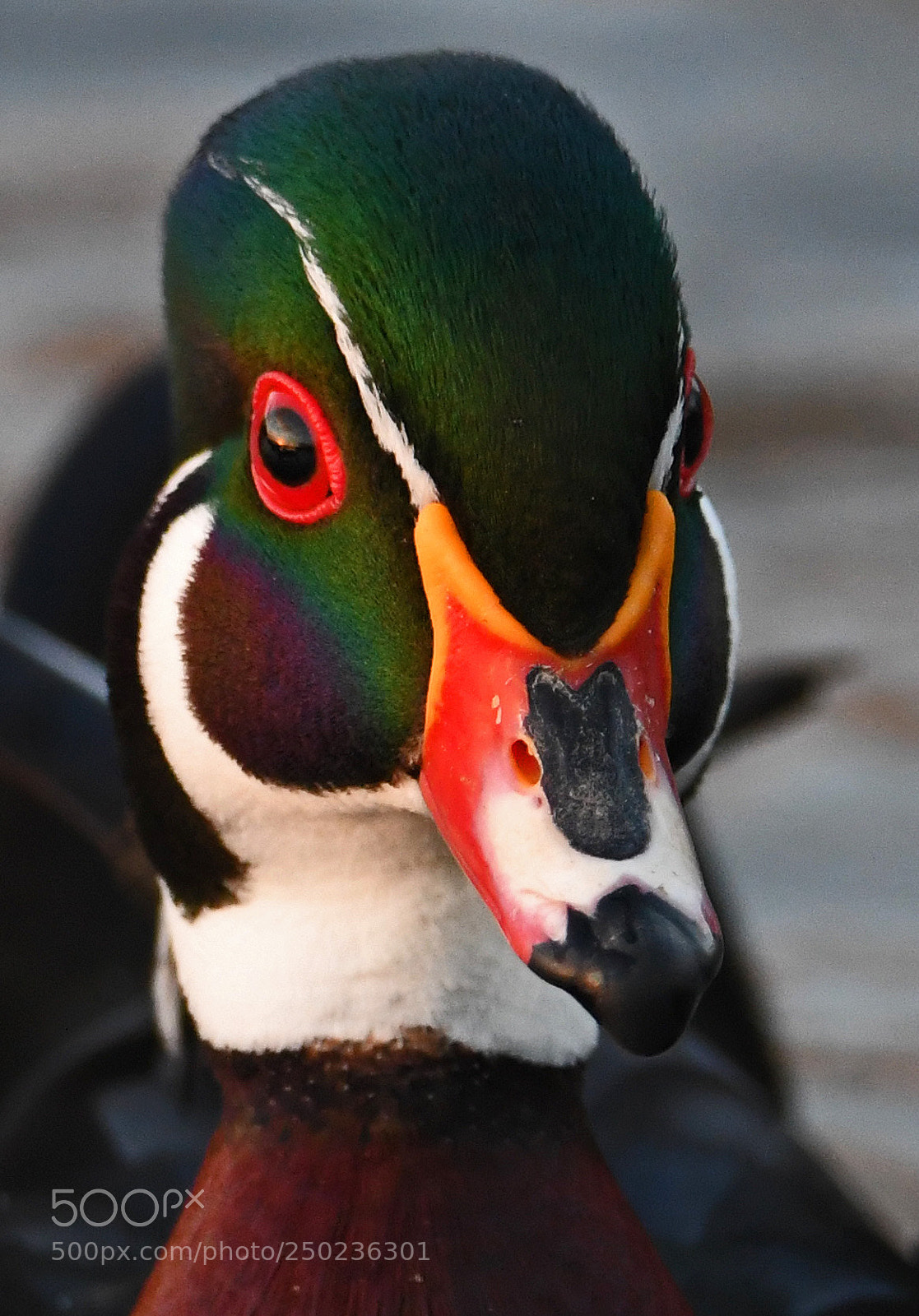 Nikon D500 sample photo. Wood duck portrait photography