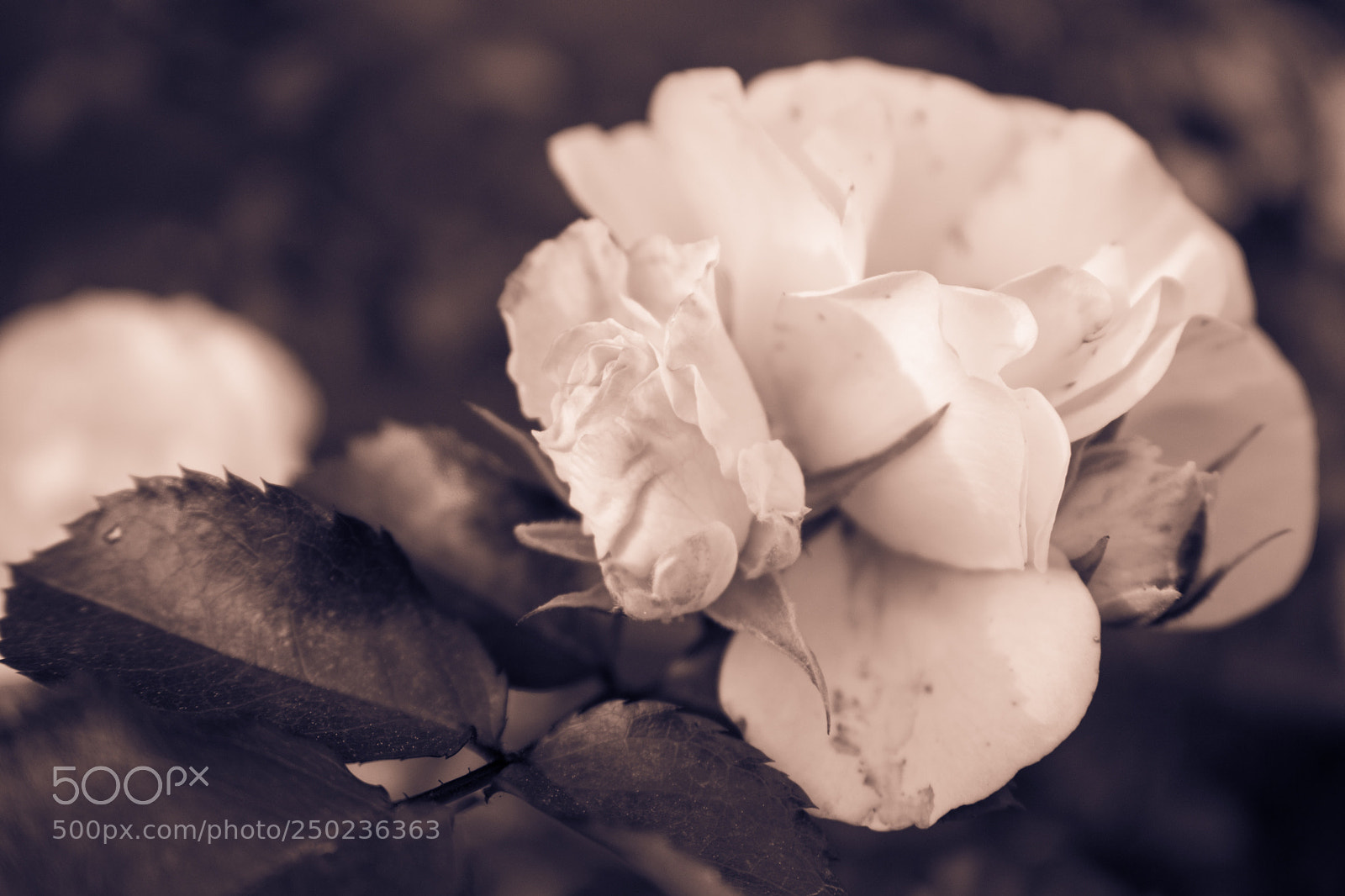 Nikon D3400 sample photo. Roses photography