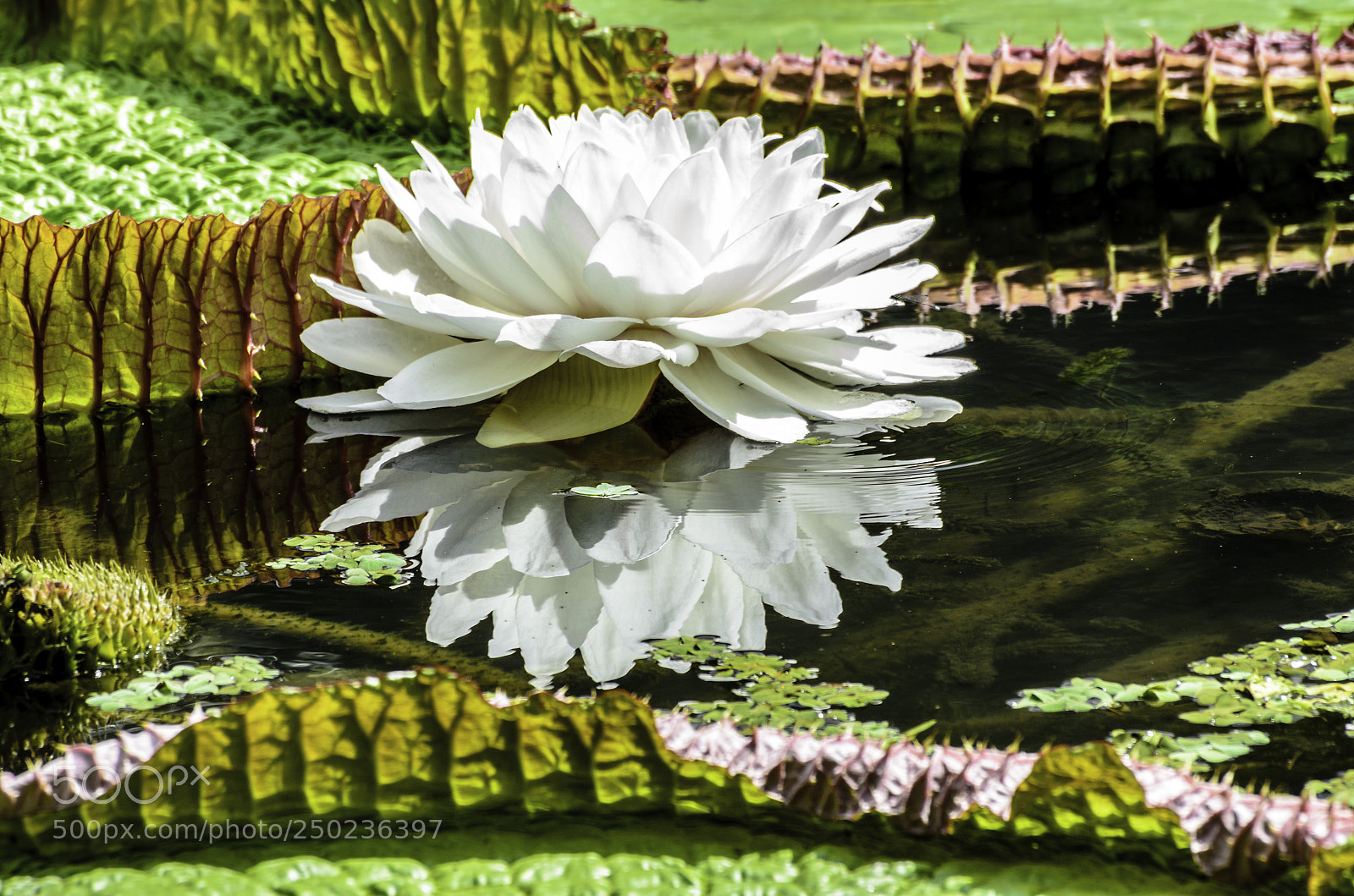 Nikon D7000 sample photo. Victoria amazonica photography