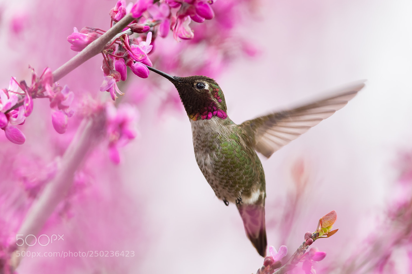 Canon EOS-1D X sample photo. Male anna's hummingbird photography