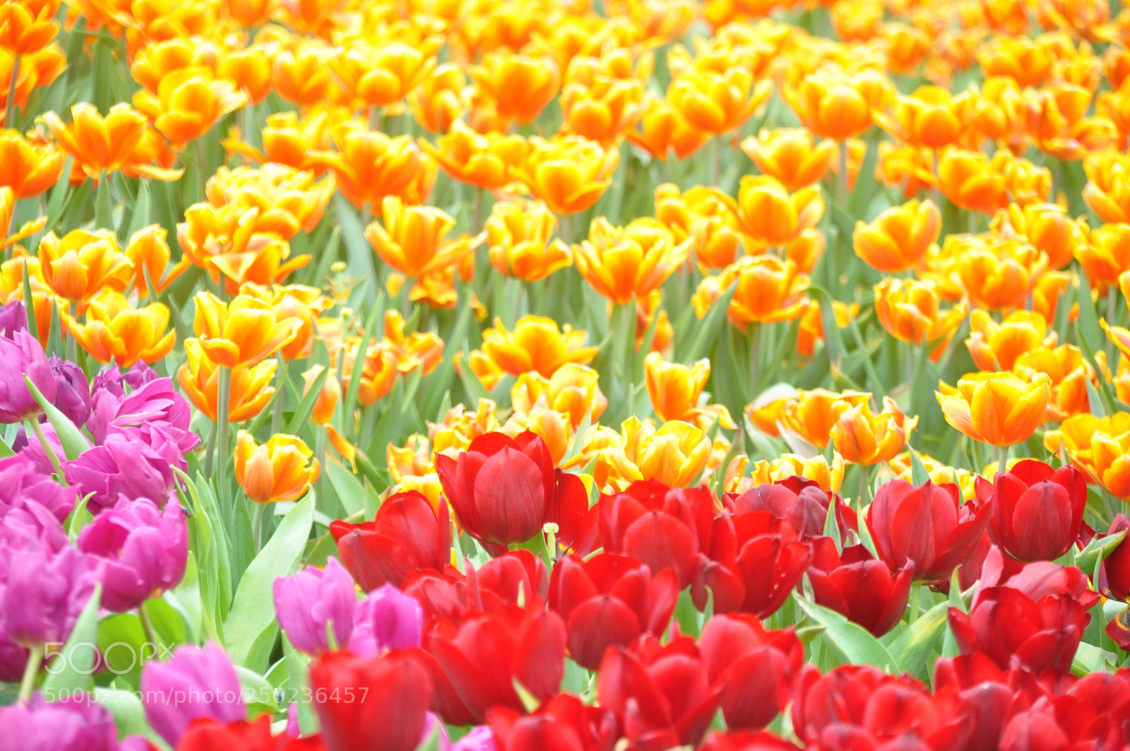 Nikon D90 sample photo. Tulips photography