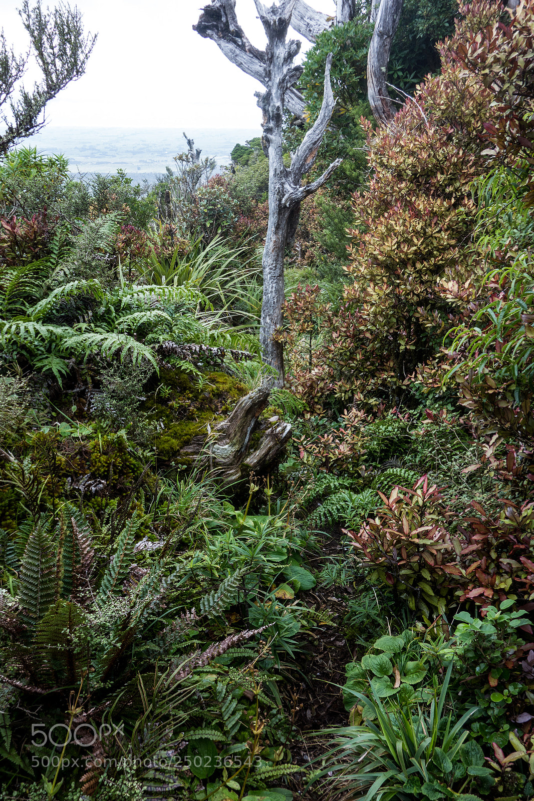 Sony Cyber-shot DSC-RX100 sample photo. Volcanic vegetation photography