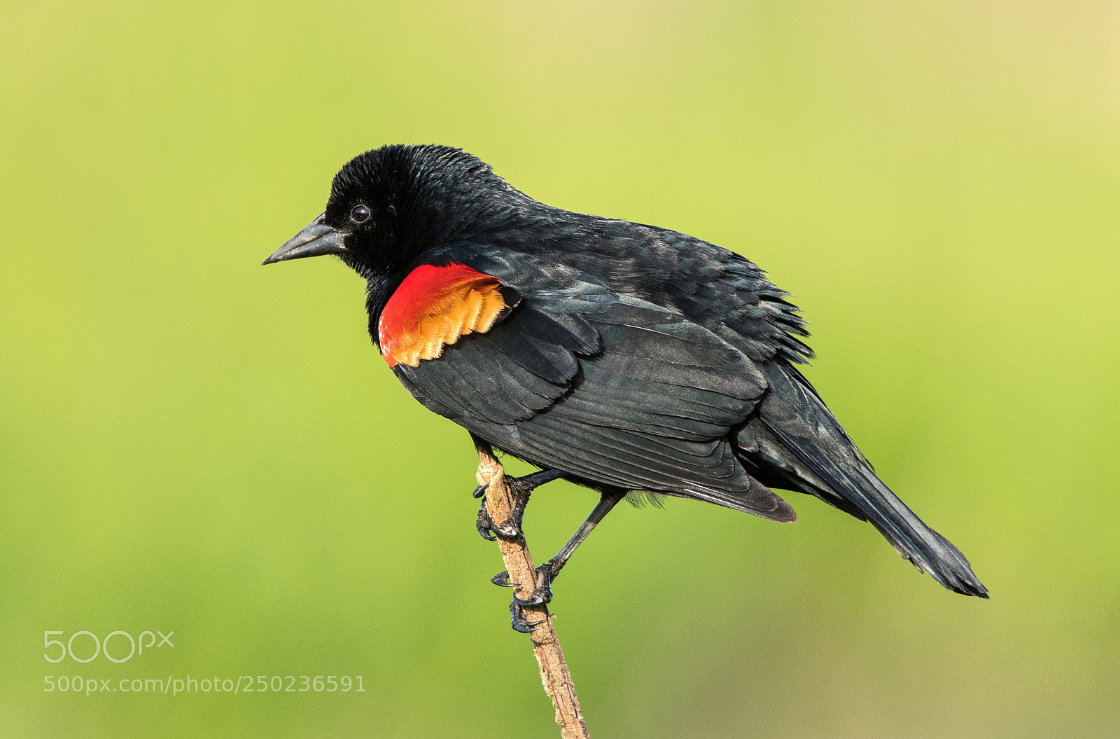 Sony a7R II sample photo. Red-winged blackbird photography