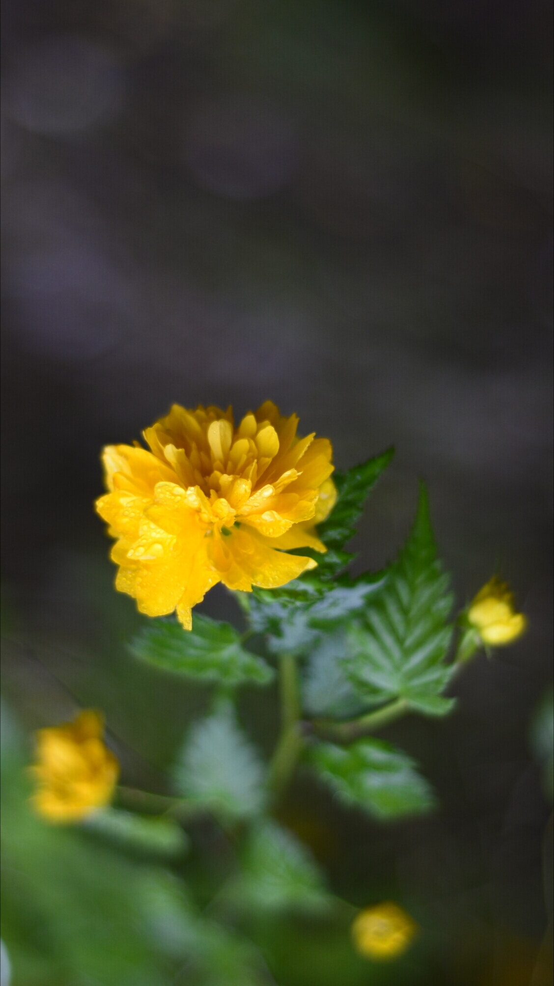 Nikon D610 + Nikon AF Nikkor 50mm F1.8D sample photo. 微博：penghufei photography