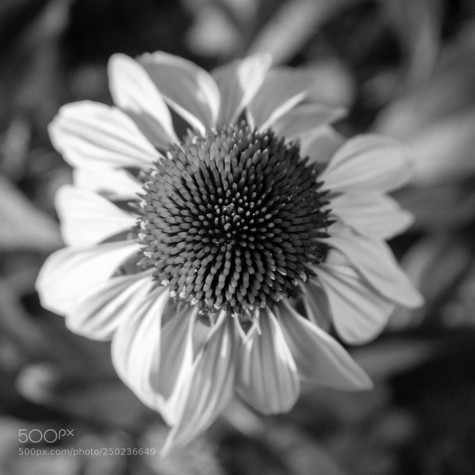Nikon D3400 sample photo. Blooming photography