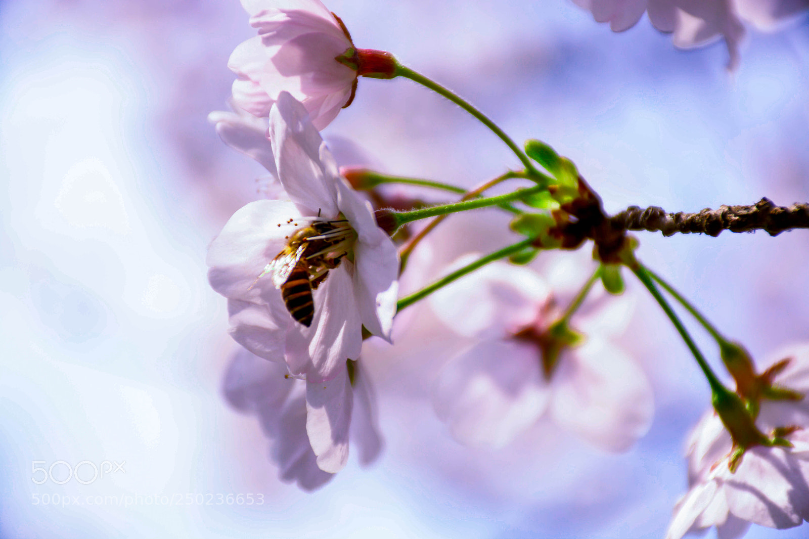 Nikon D7100 sample photo. Untitled photography