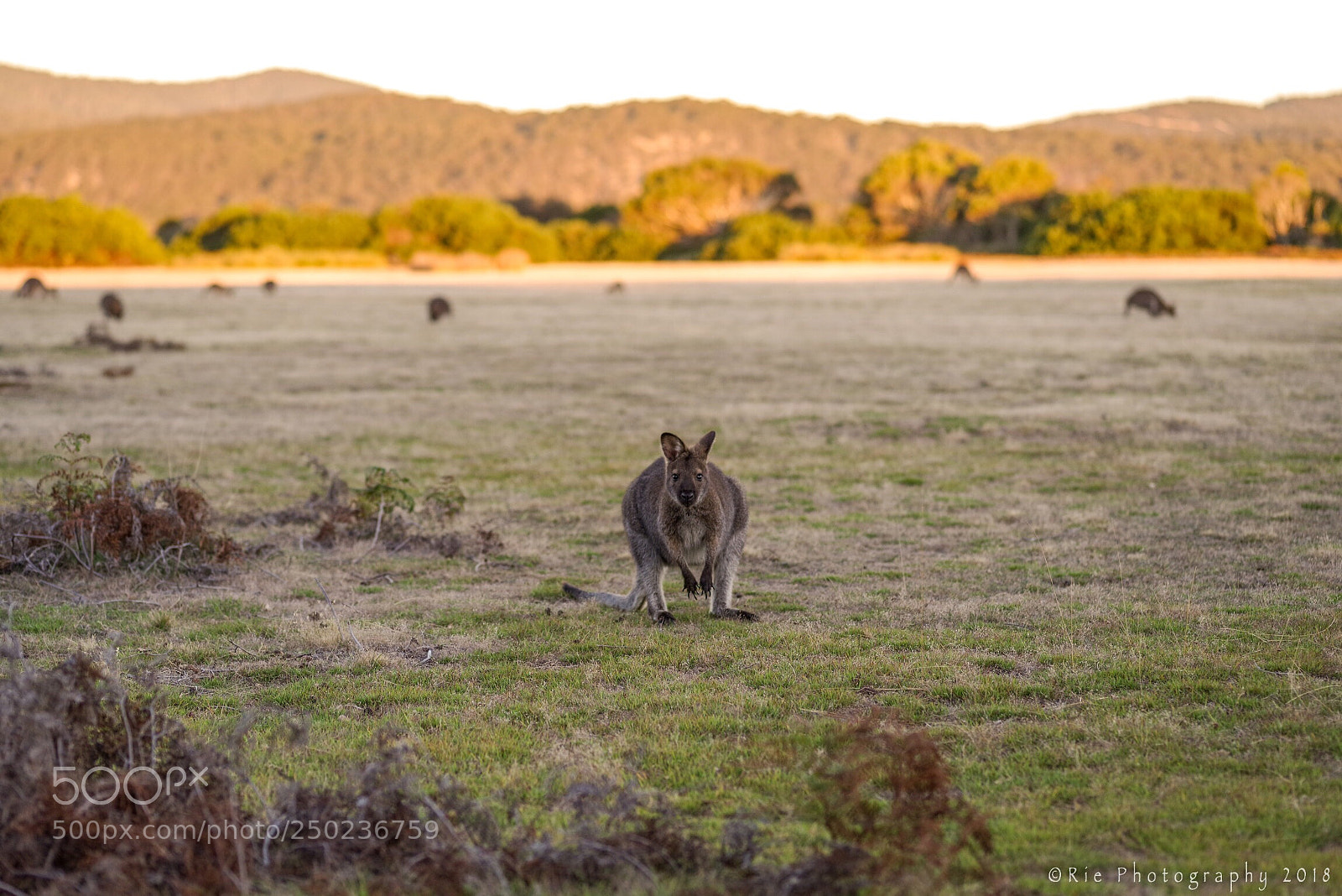Pentax K-1 sample photo. Wallaby in the narawntapu photography