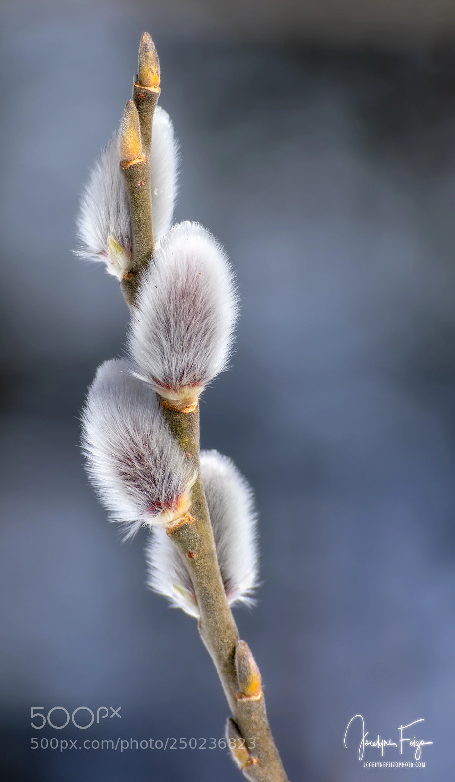 Nikon D3400 sample photo. Spring time photography