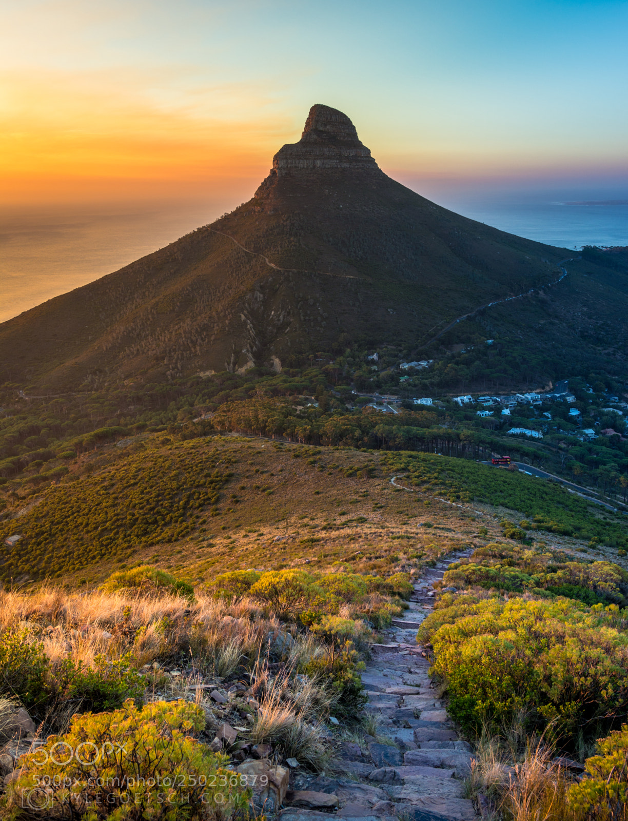 Nikon D7100 sample photo. Lion s head view photography