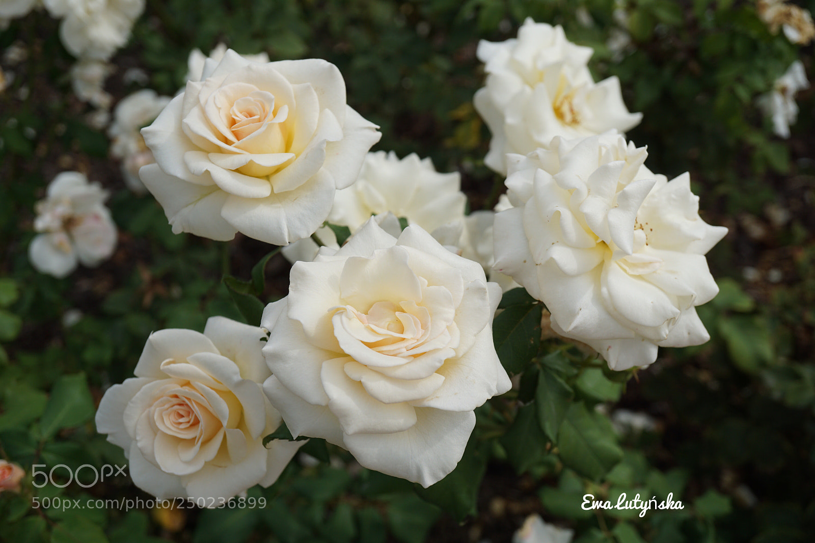 Sony a6000 sample photo. French lace 
floribunda rose photography