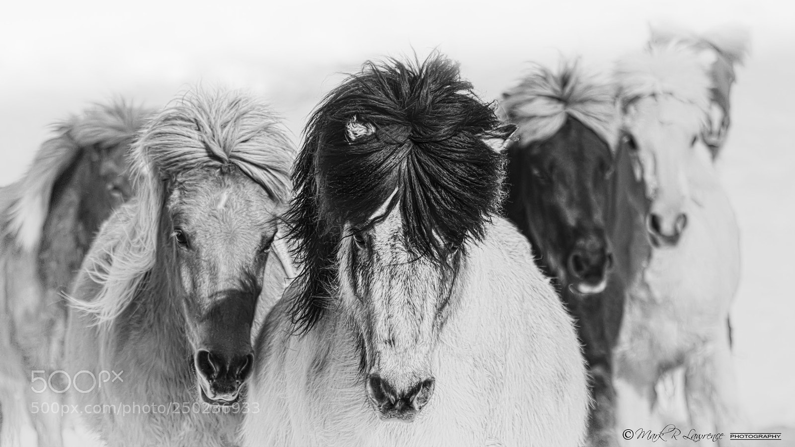 Nikon D810 sample photo. Galloping photography