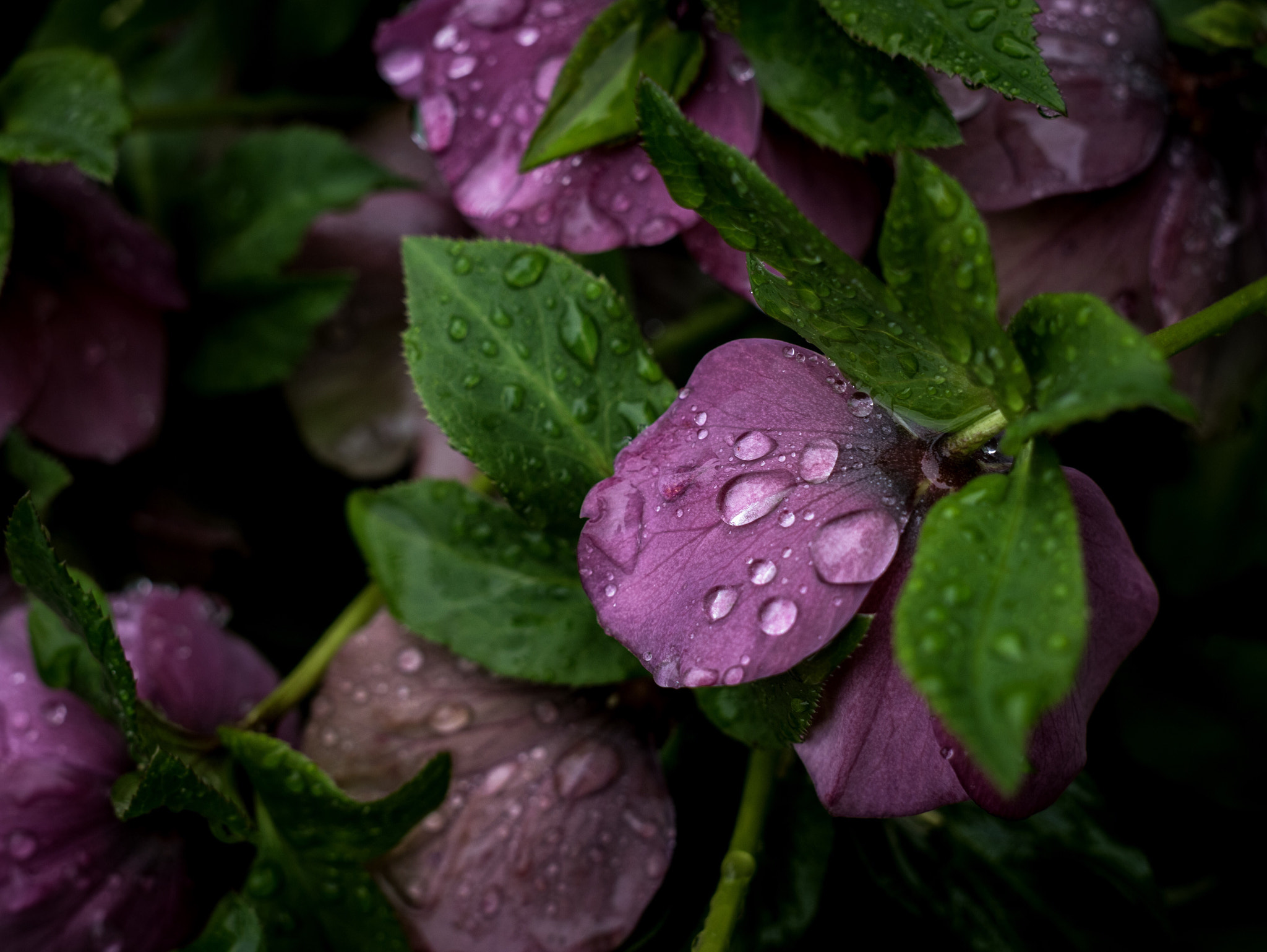 Panasonic DMC-GM1S sample photo. After the rain photography