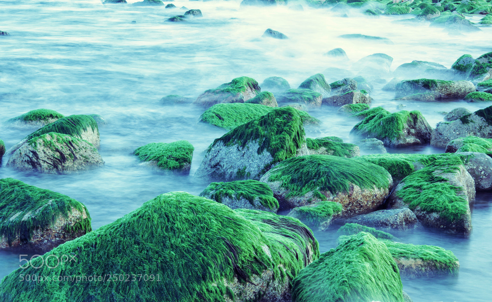 Canon EOS 60D sample photo. Moss photography