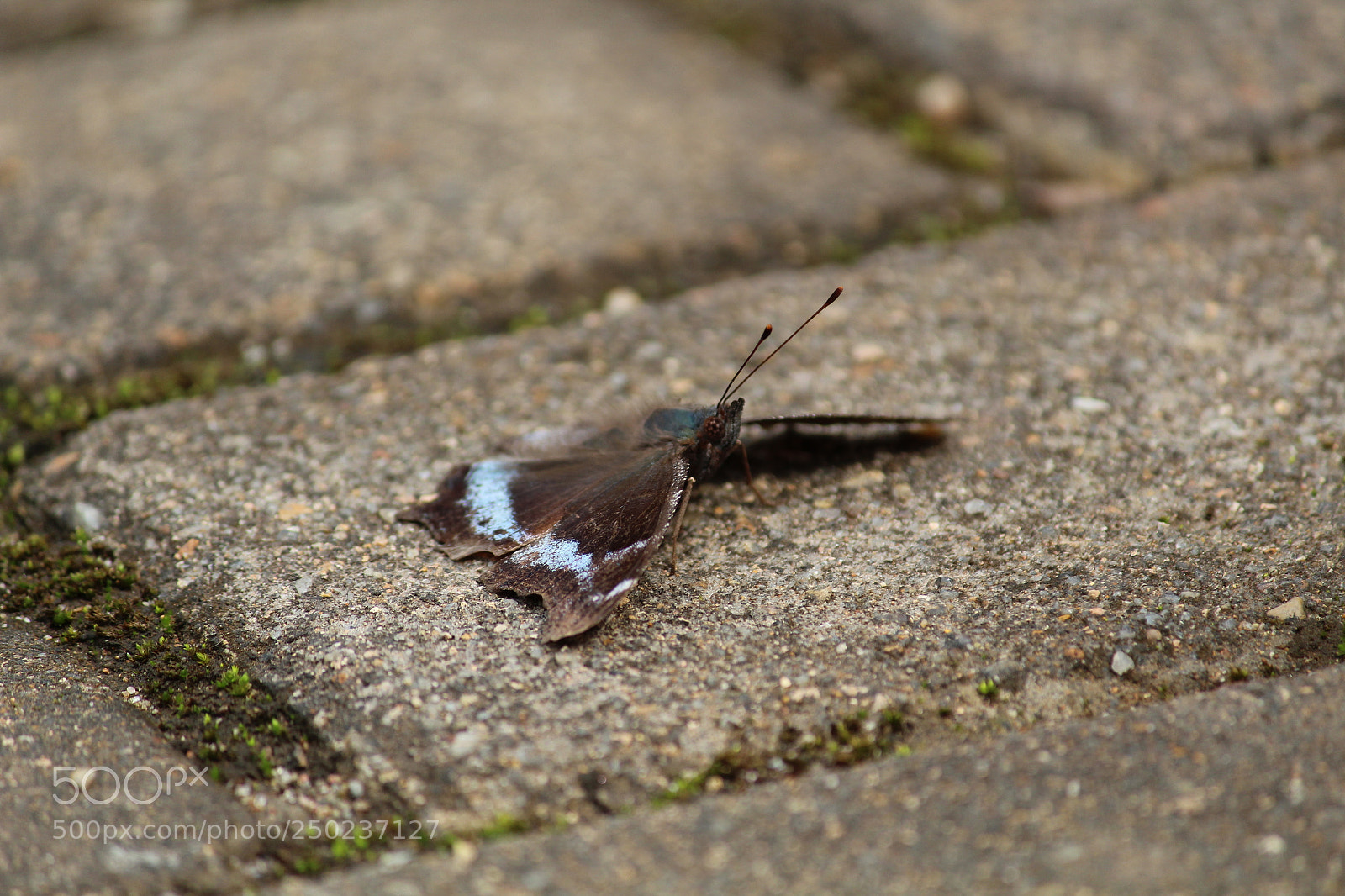 Canon EF-S 55-250mm F4-5.6 IS II sample photo. Butterfly photography