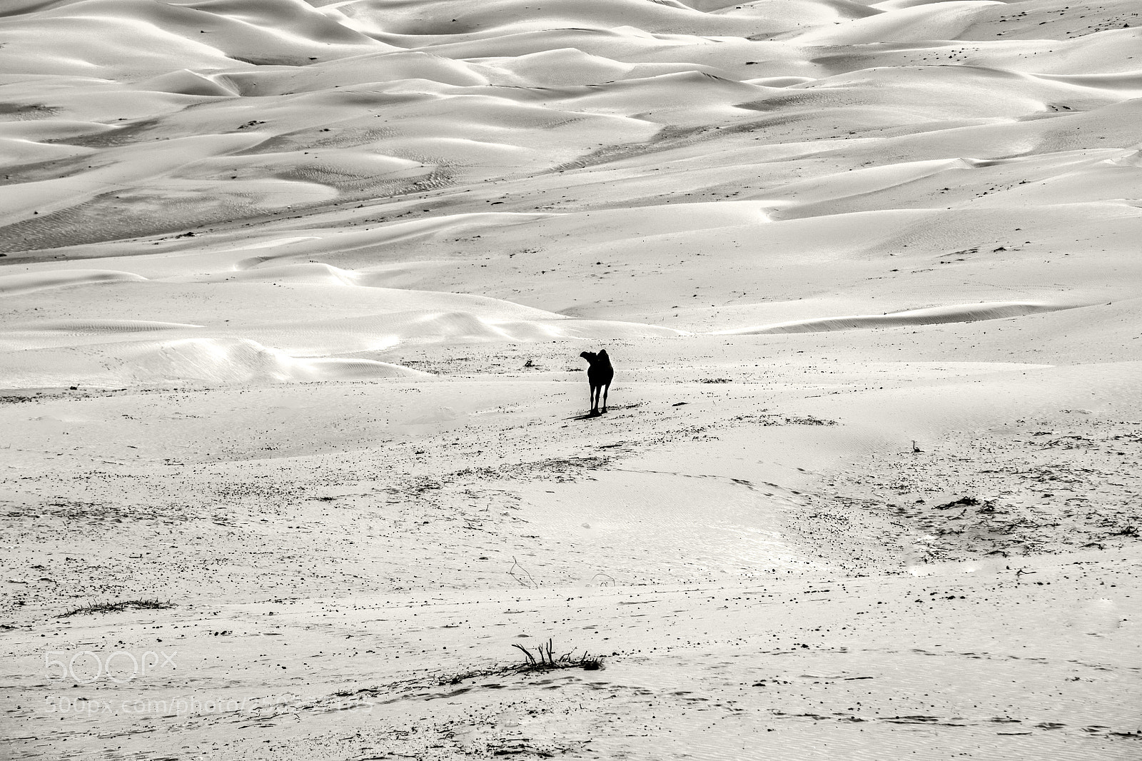 Canon EOS 5DS R sample photo. Solo camel photography