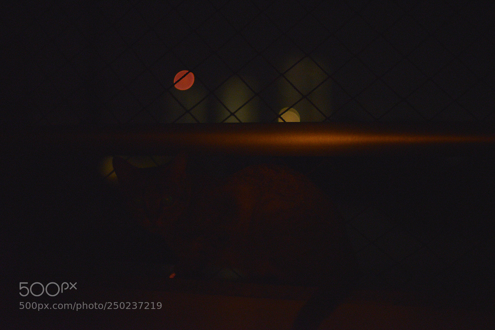 Nikon D600 sample photo. Ache o gato photography