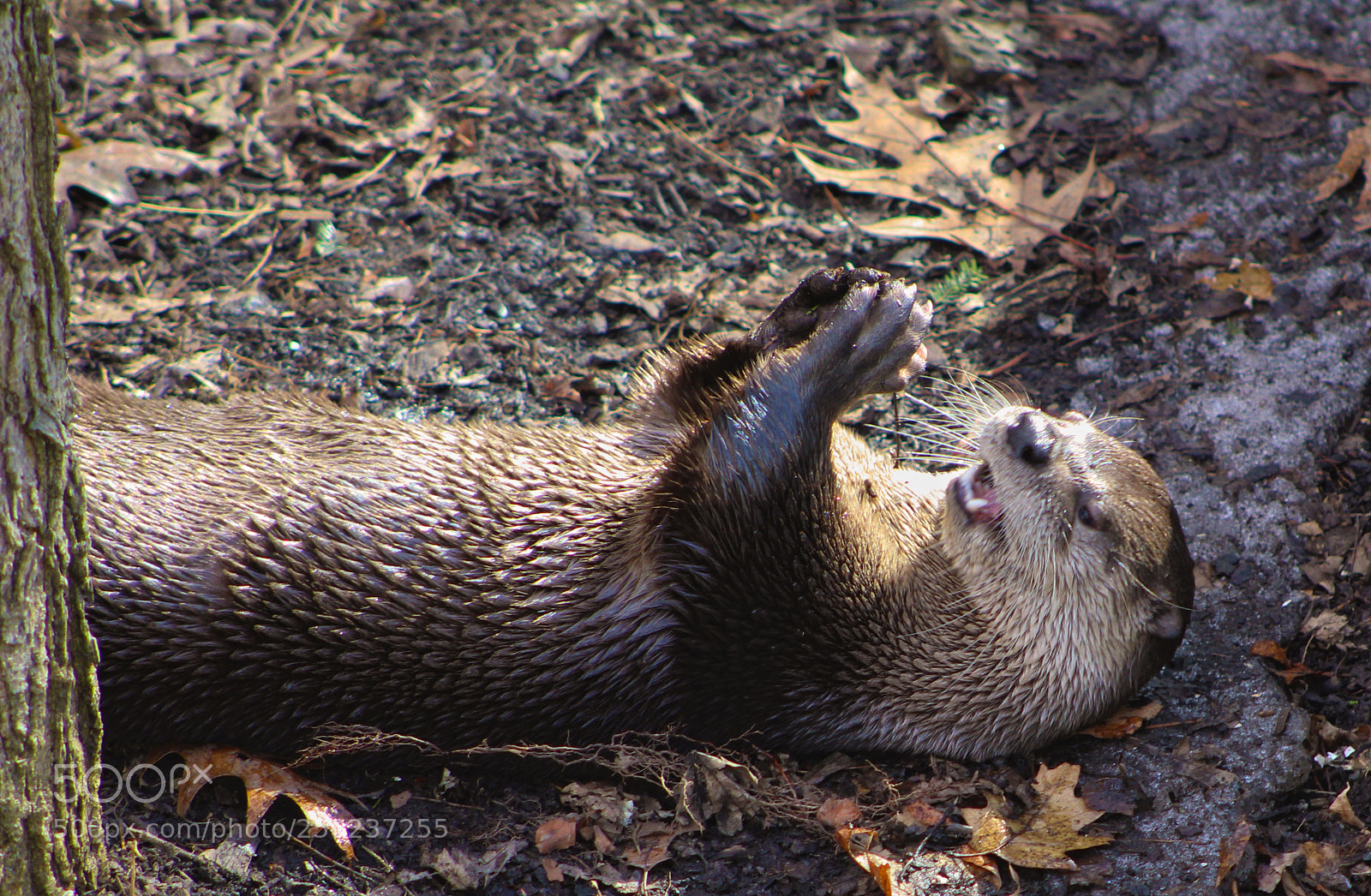 Canon EOS 1200D (EOS Rebel T5 / EOS Kiss X70 / EOS Hi) sample photo. Adorable otter photography