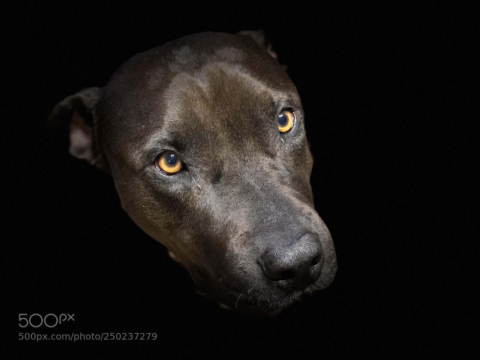 Apple iPhone X sample photo. Odin our rescue dog photography