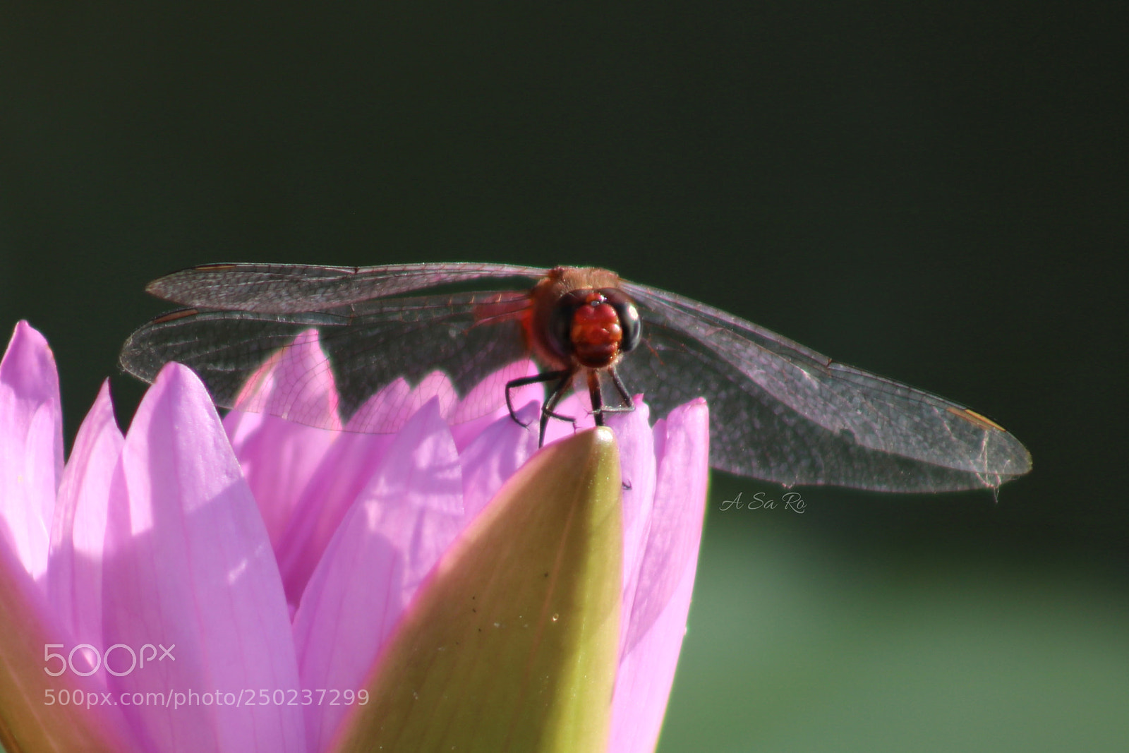 Canon EOS 750D (EOS Rebel T6i / EOS Kiss X8i) sample photo. Dragonfly photography