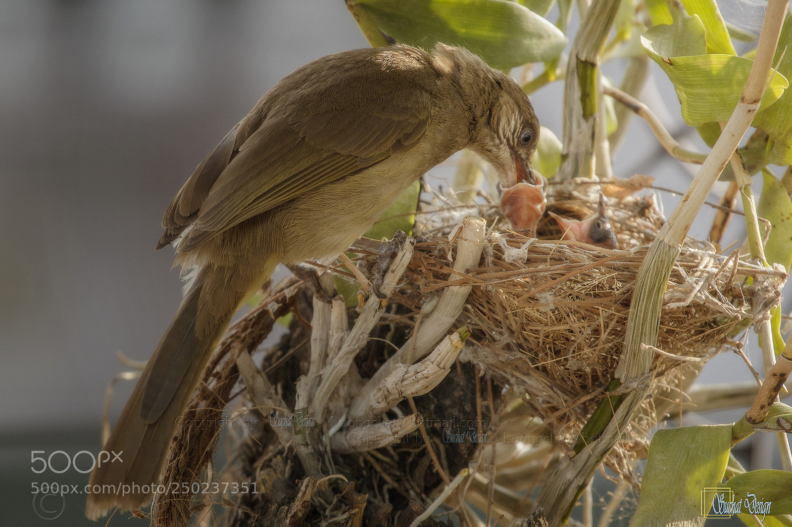 Canon EOS 60D sample photo. Feeding photography