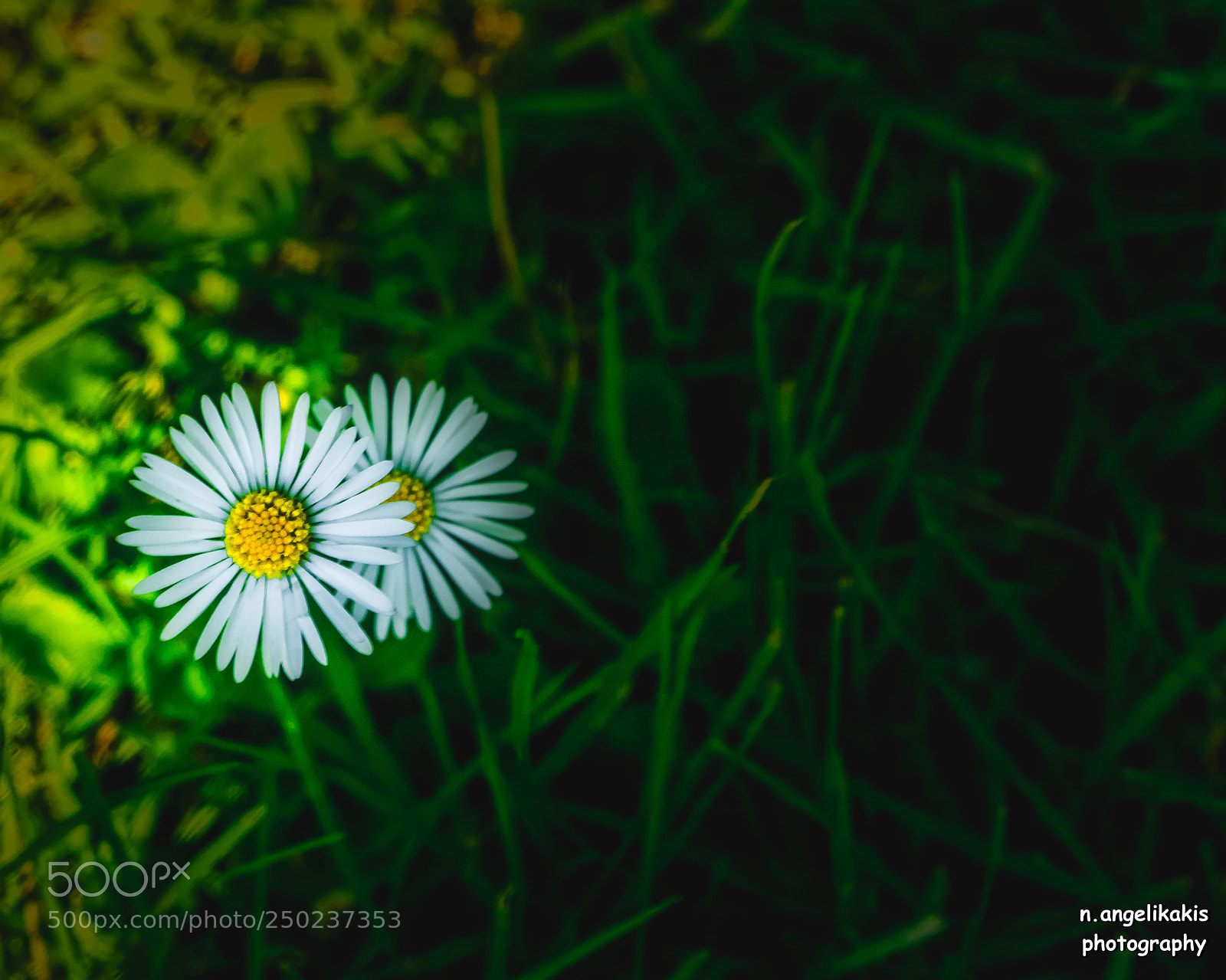 Canon EOS 750D (EOS Rebel T6i / EOS Kiss X8i) sample photo. Under the shadow photography